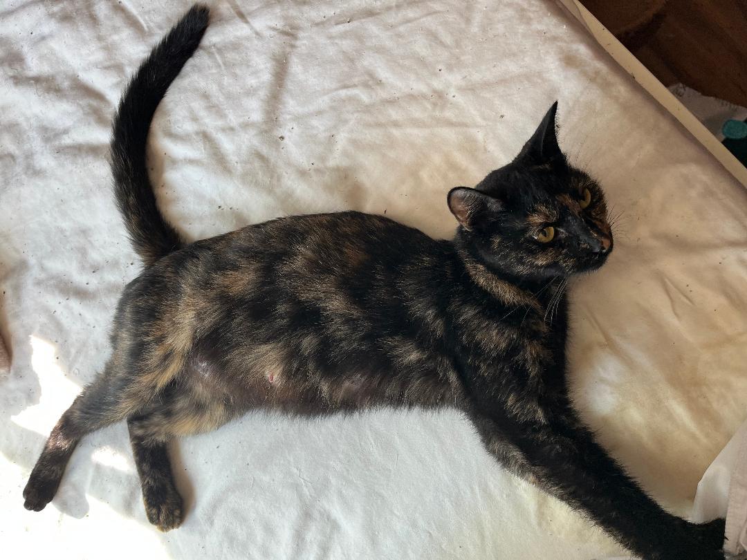 Enlarge Cinderella, a ADOPTABLE Domestic Short Hair in Oceanside, CA image 3/4