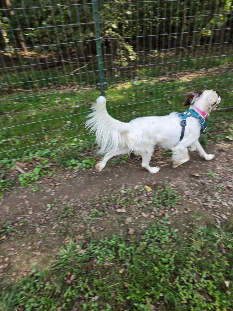 Available - Maggie, Adoptable, Young Female English Setter.