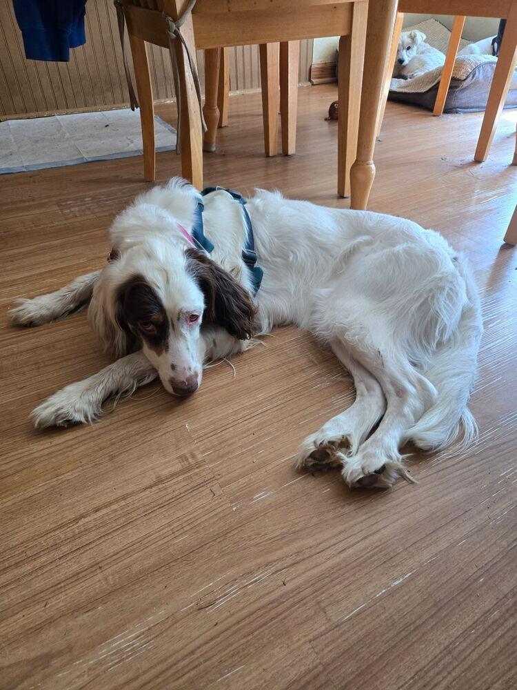 Enlarge Available - Maggie, a Adoptable English Setter in Havertown, PA image 2/6