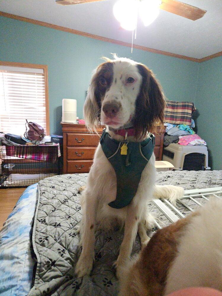 Enlarge Available - Maggie, a Adoptable English Setter in Havertown, PA image 3/6