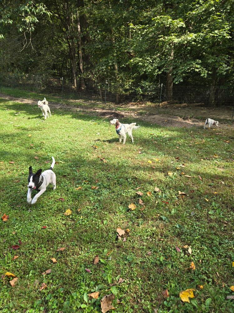 Enlarge Available - Maggie, a Adoptable English Setter in Havertown, PA image 4/6