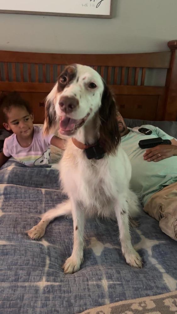 Enlarge Available - Maggie, a Adoptable English Setter in Havertown, PA image 5/6