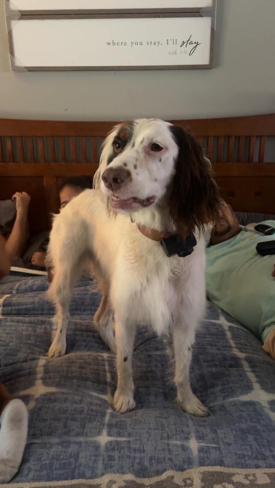 Enlarge Available - Maggie, a Adoptable English Setter in Havertown, PA image 6/6