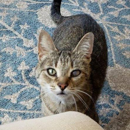 Amma, Adoptable, Adult Female Domestic Short Hair.