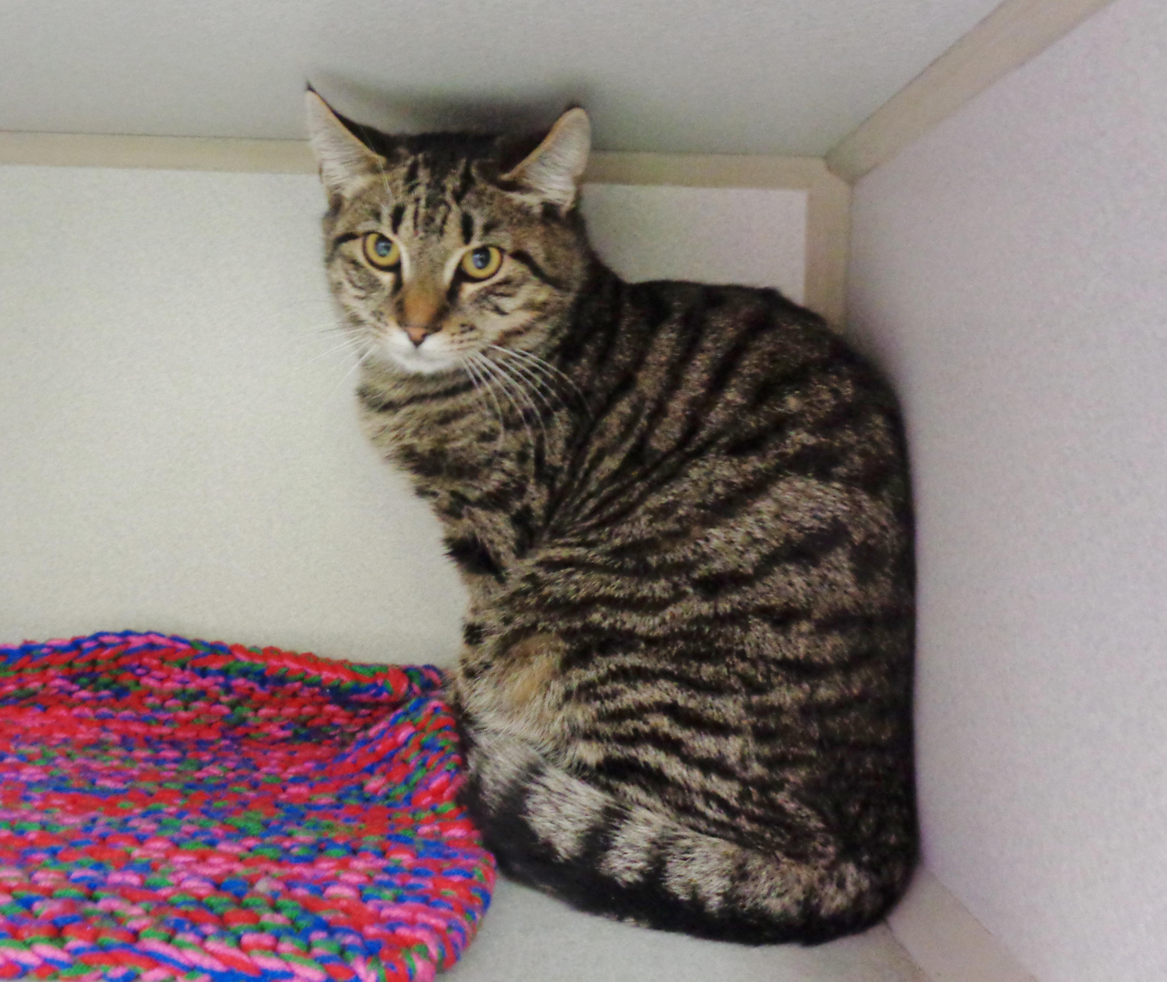 Enlarge EUGENE, a Adoptable Tiger in Delhi, NY image 3/6