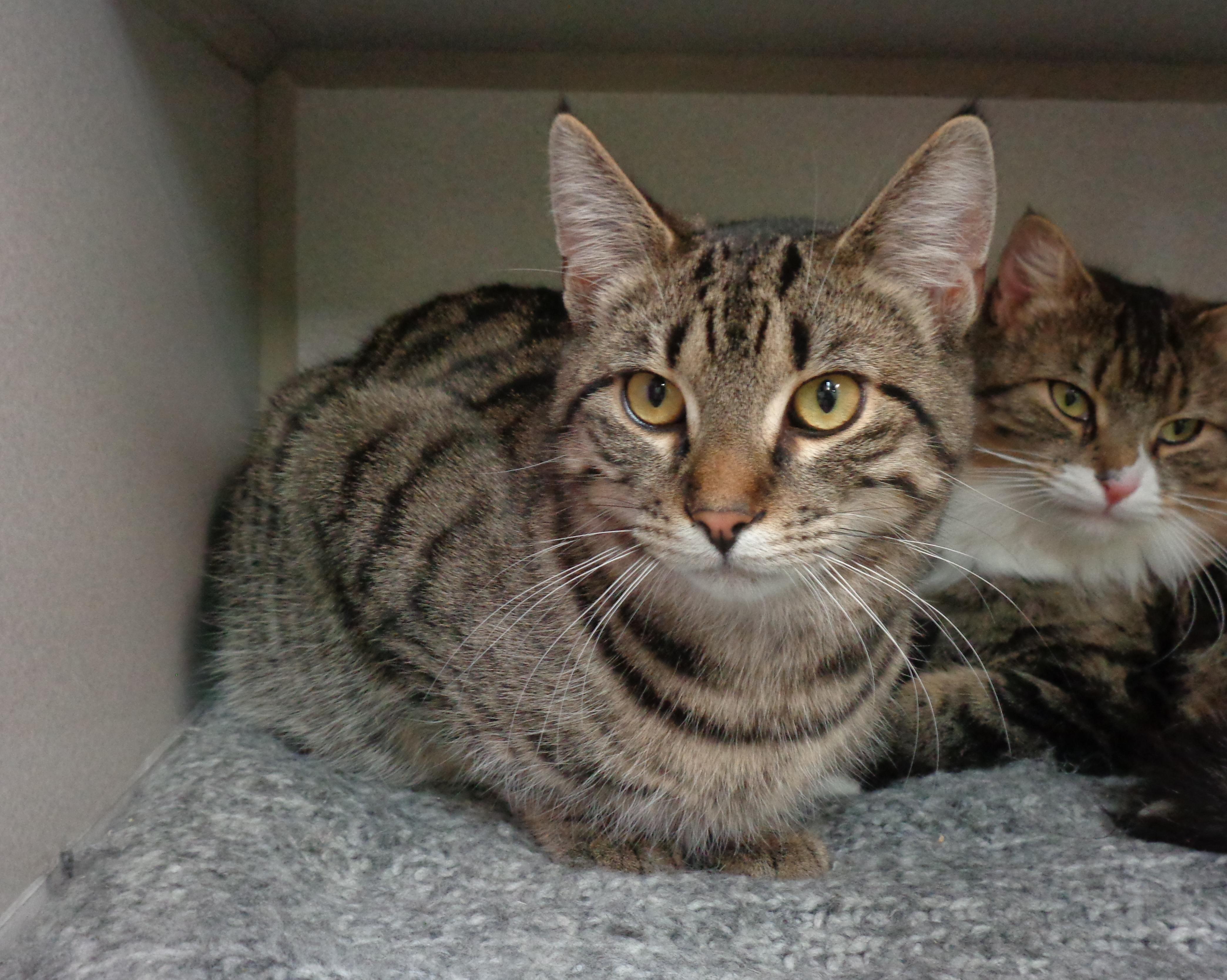 Enlarge EUGENE, a Adoptable Tiger in Delhi, NY image 4/6