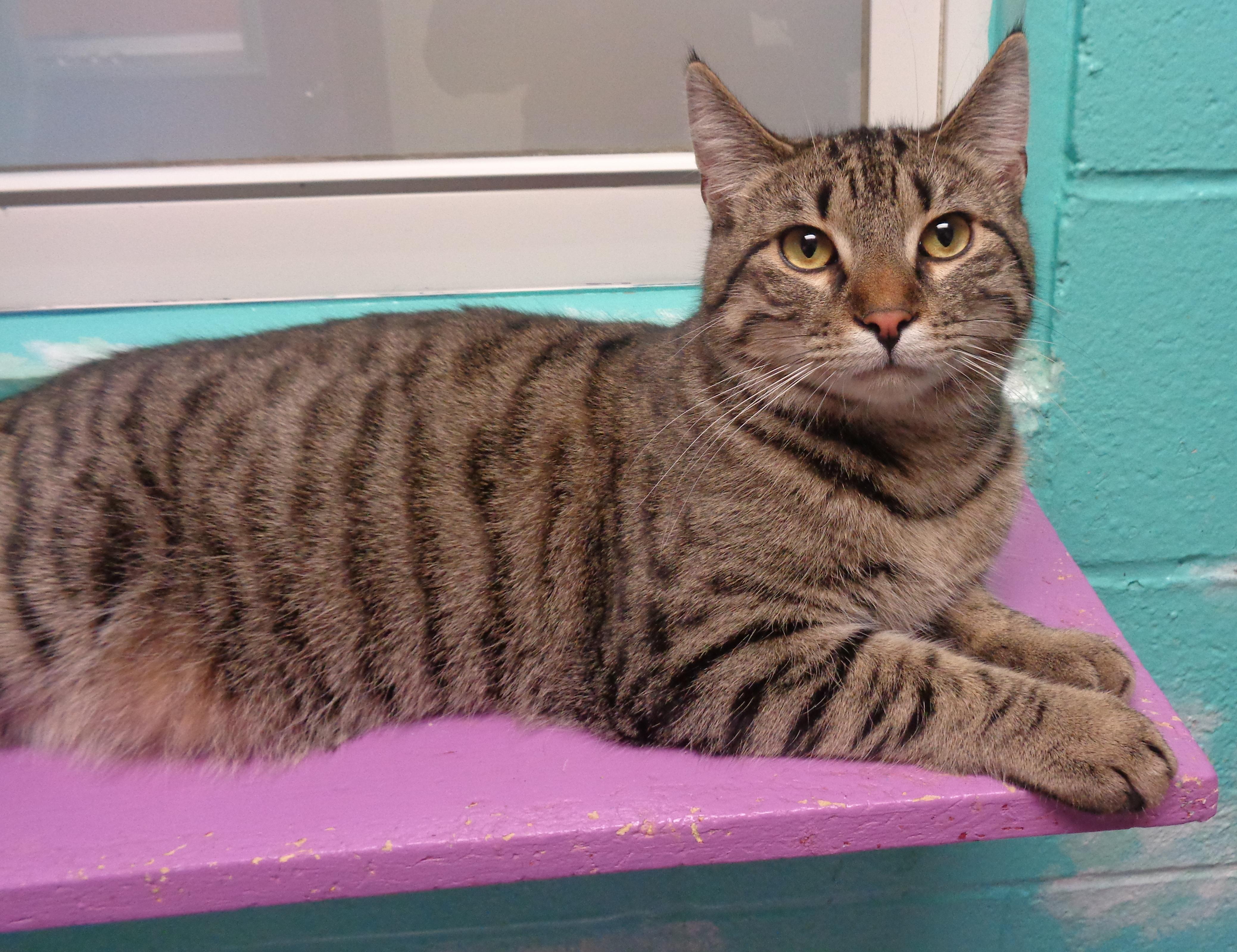 EUGENE, a Adoptable Tiger in Delhi, NY image 1/6