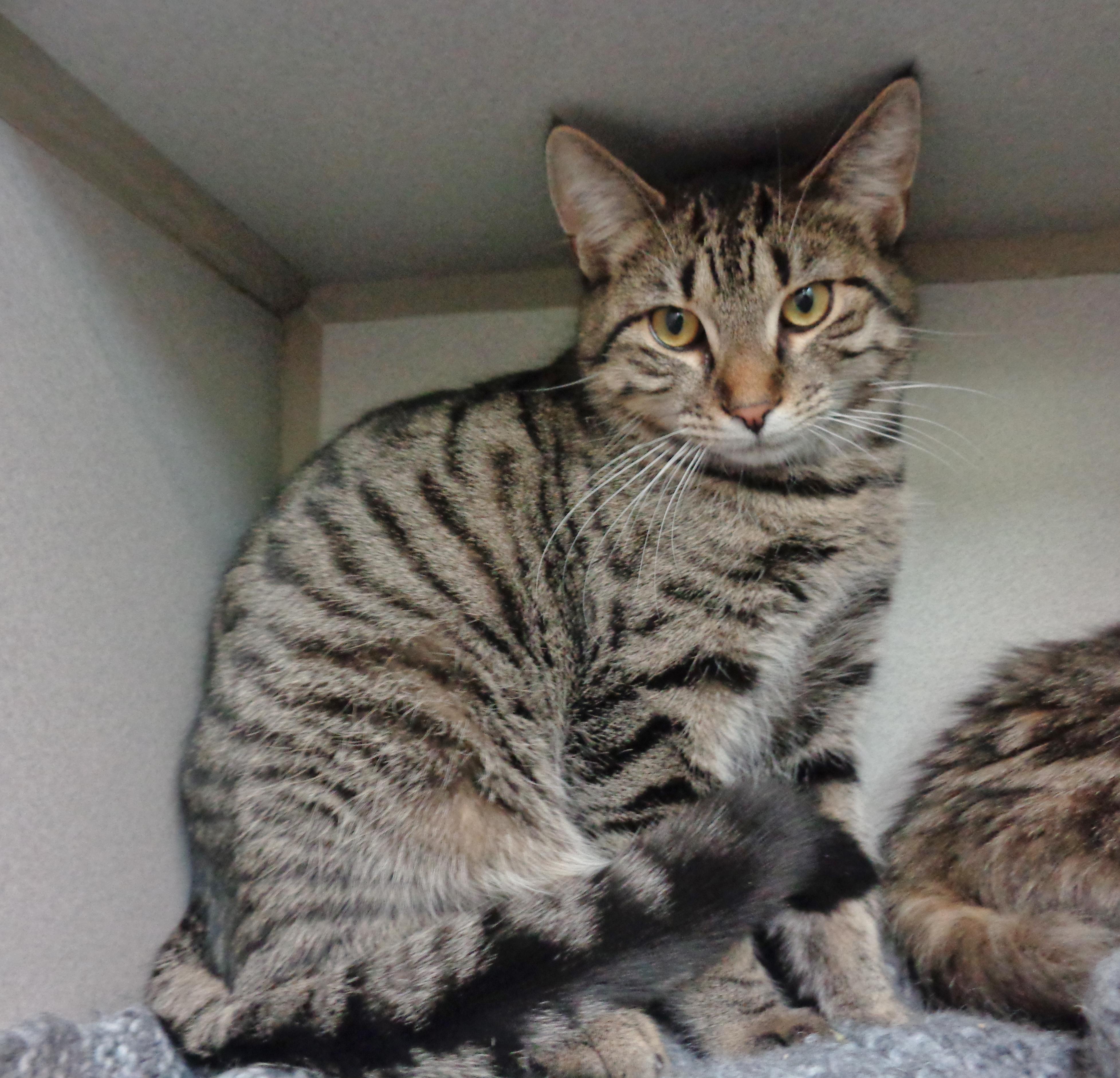 Enlarge EUGENE, a Adoptable Tiger in Delhi, NY image 1/6