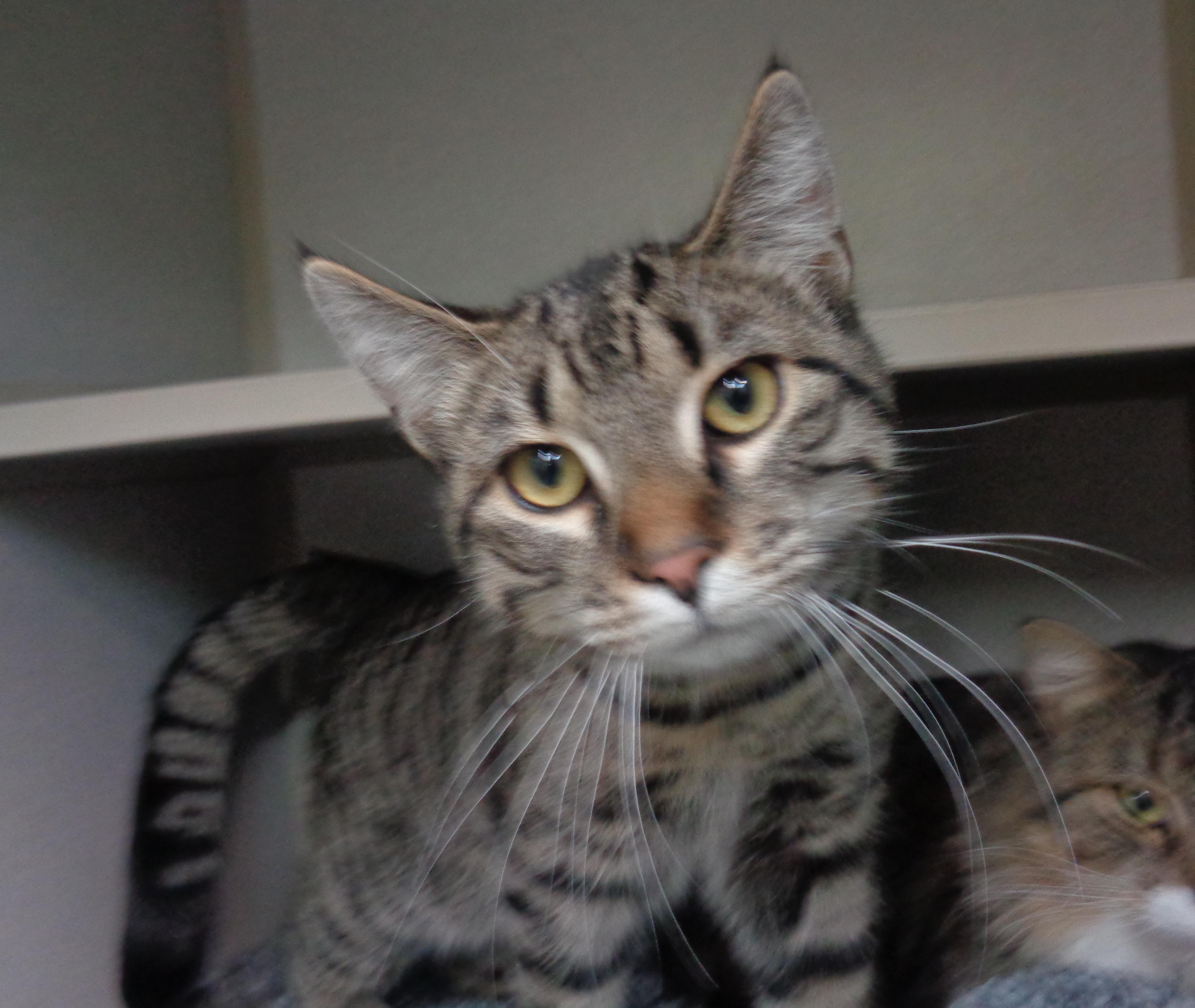 Enlarge EUGENE, a Adoptable Tiger in Delhi, NY image 5/6