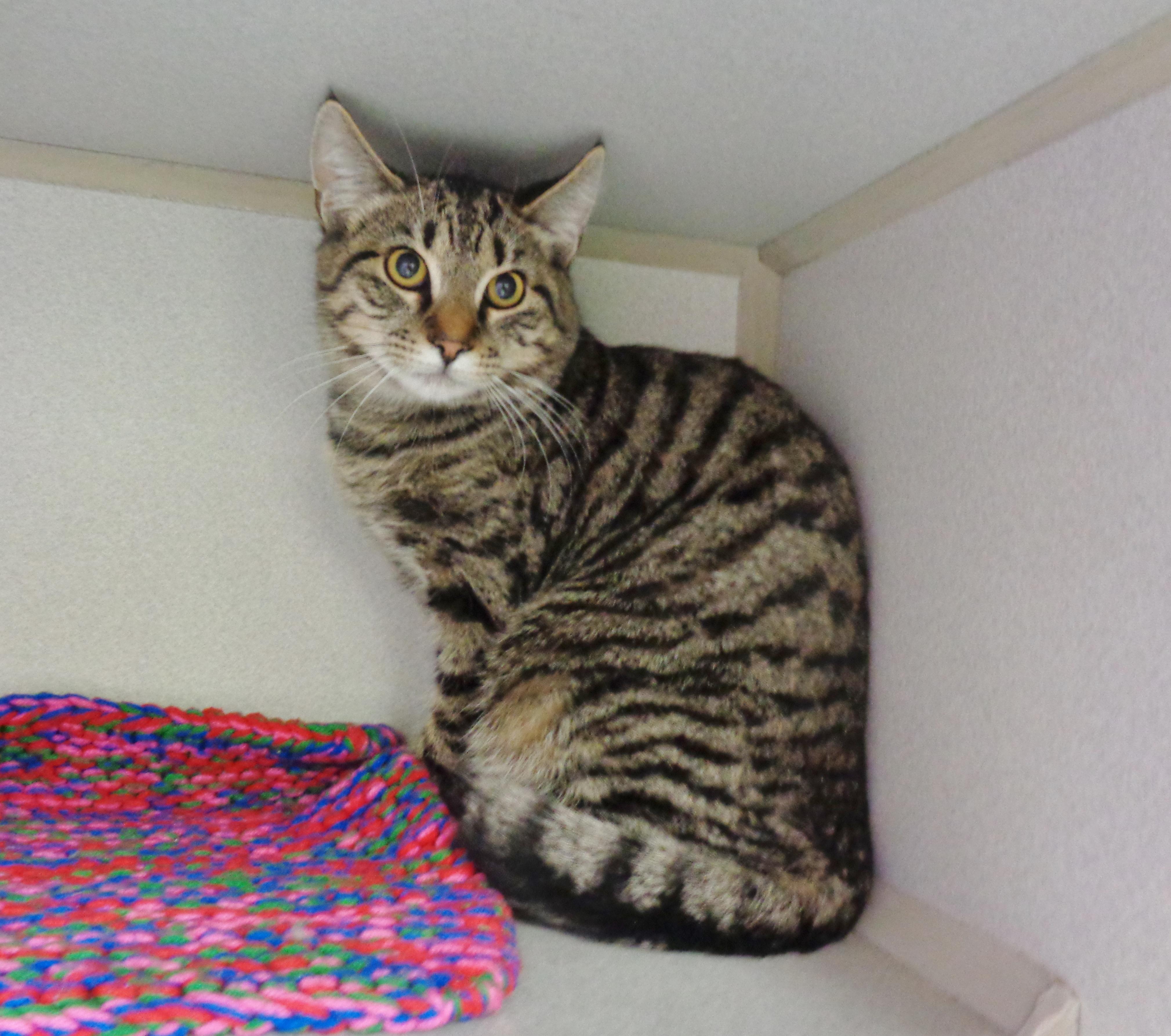 Enlarge EUGENE, a Adoptable Tiger in Delhi, NY image 6/6