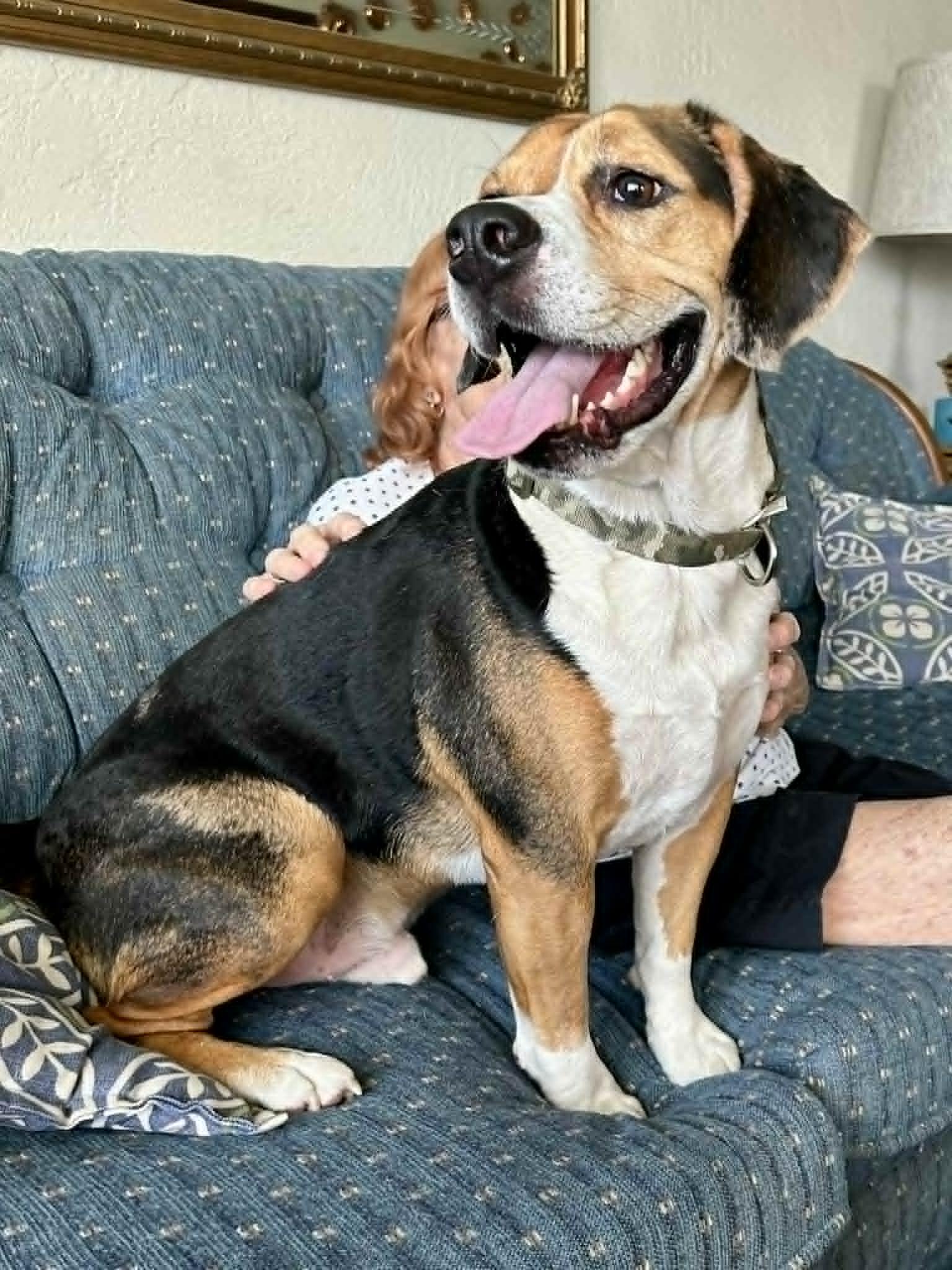 Cooper, an adopted Beagle in New Smyrna Beach, FL image 3/4