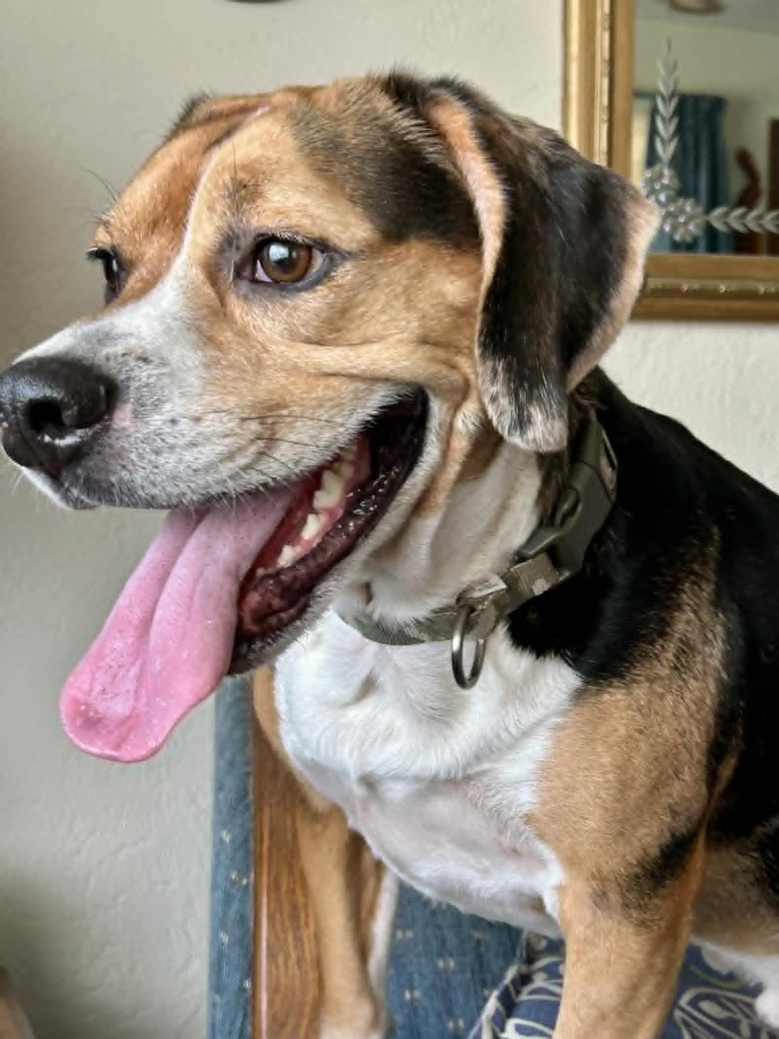 Cooper, an adopted Beagle in New Smyrna Beach, FL image 2/4