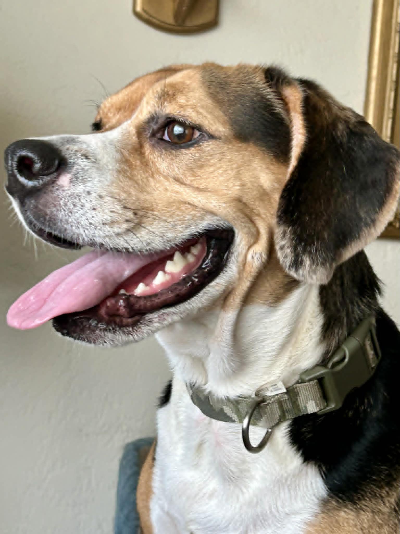 Cooper, adopted, Adult Male Beagle.