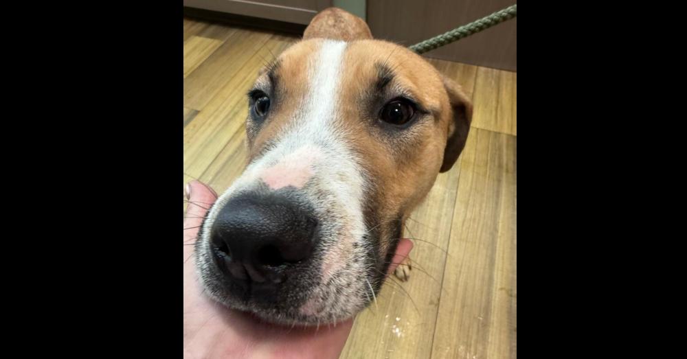 Enlarge Caroline, a Adoptable mixed breed in Naperville, IL image 3/6