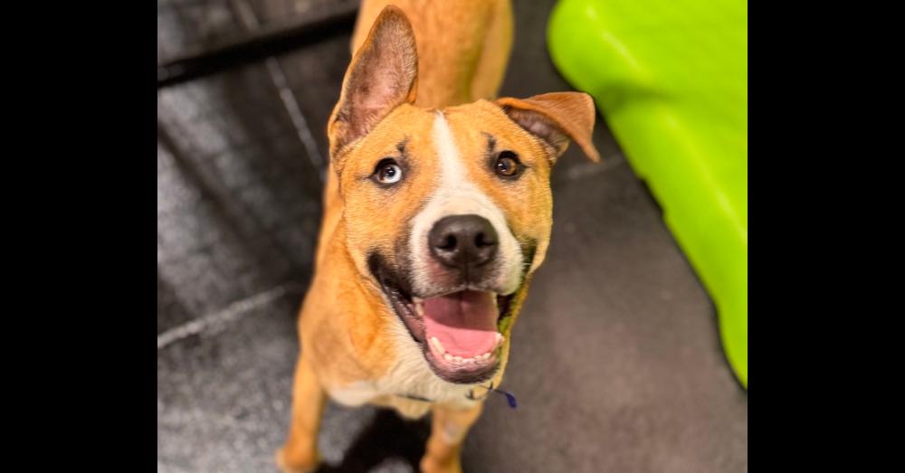 Enlarge Caroline, a Adoptable mixed breed in Naperville, IL image 5/6