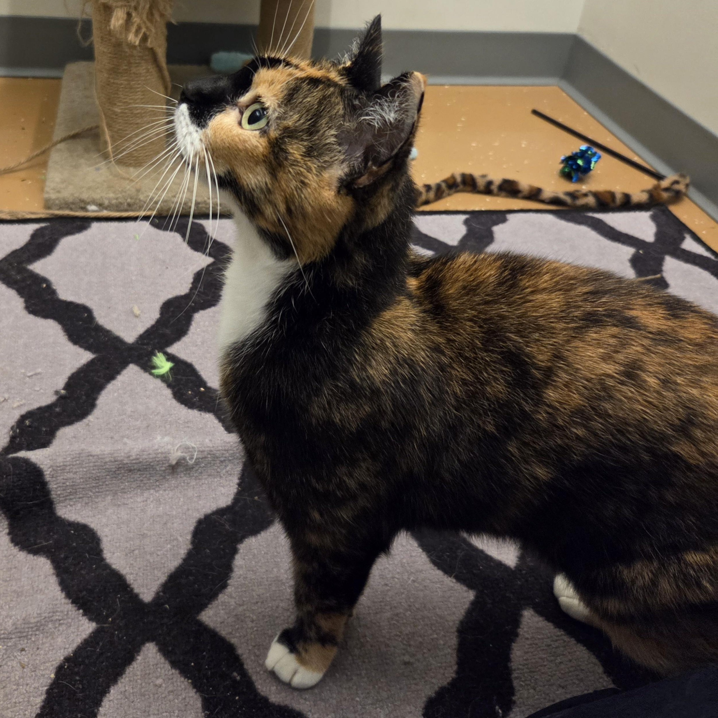 Enlarge Cali, a Adoptable Domestic Short Hair in Allen, TX image 2/4