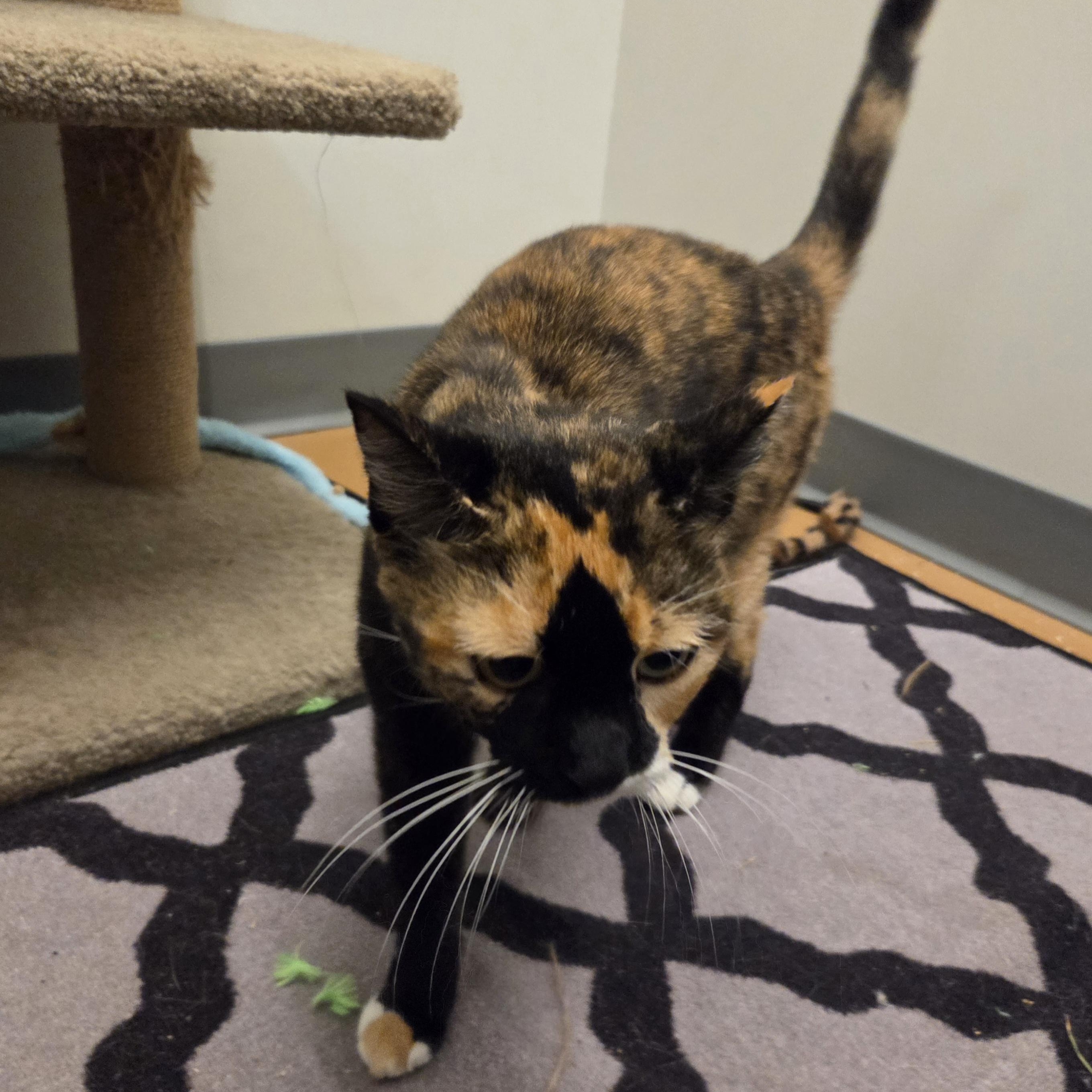 Enlarge Cali, a Adoptable Domestic Short Hair in Allen, TX image 3/4