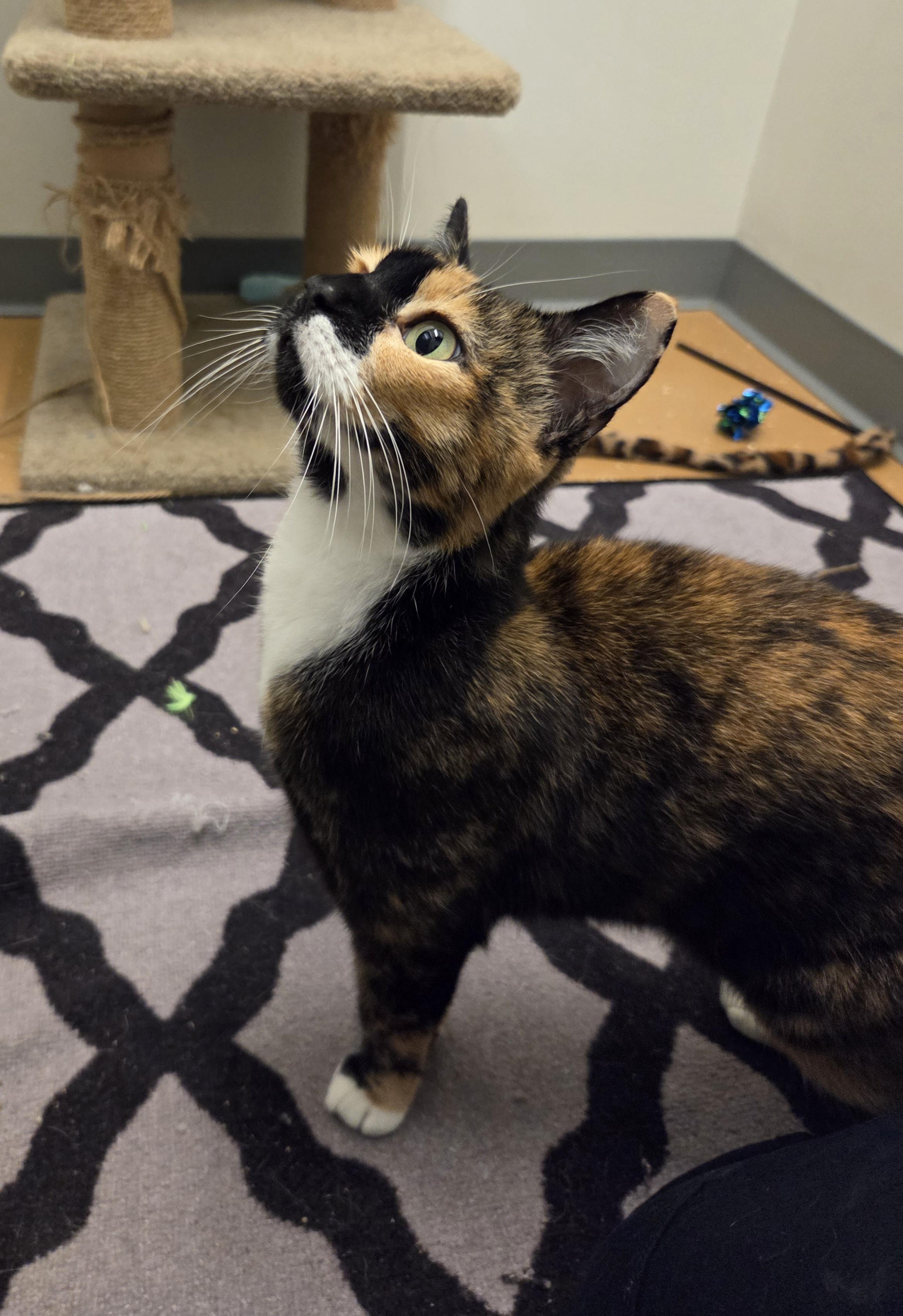 Cali, Adoptable, Senior Female Domestic Short Hair.