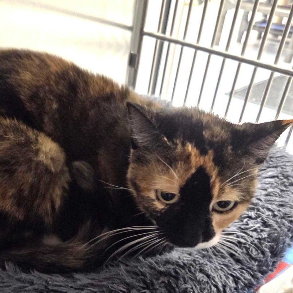 Enlarge Cali, a Adoptable Domestic Short Hair in Allen, TX image 4/4