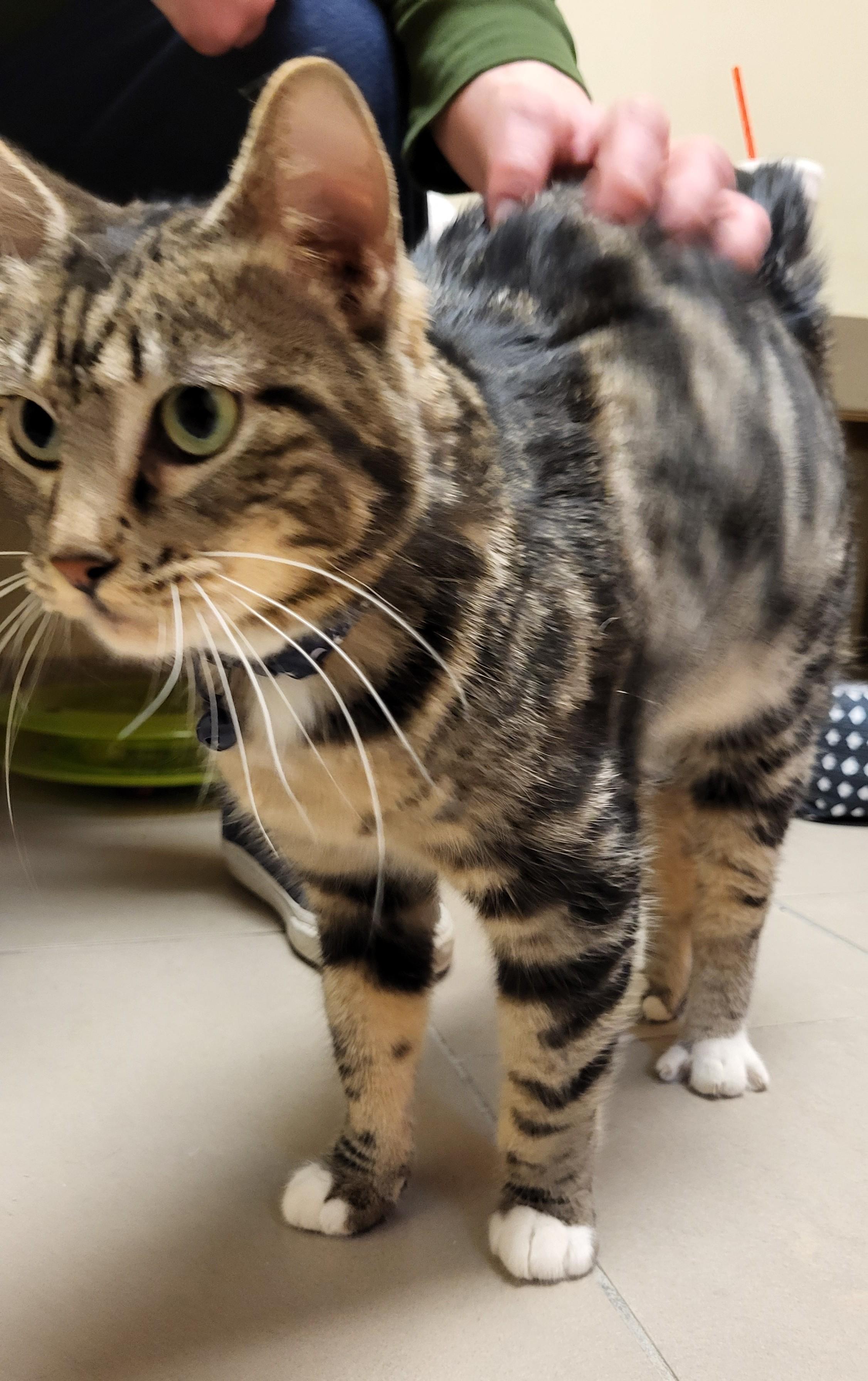 Enlarge 25-0694 "Lynn", a ADOPTABLE Domestic Short Hair in Leavenworth, KS image 3/5