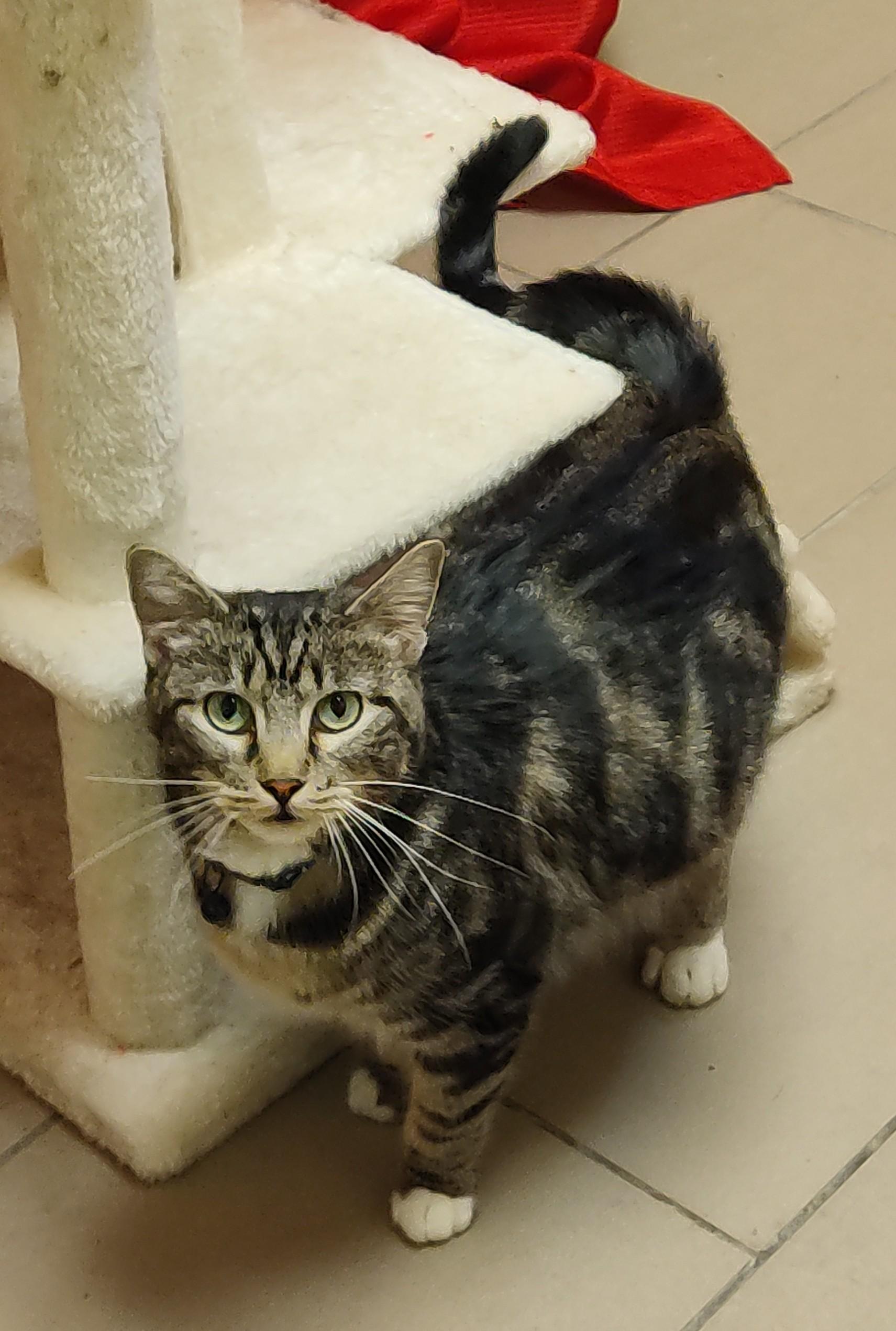 Enlarge 25-0694 "Lynn", a ADOPTABLE Domestic Short Hair in Leavenworth, KS image 5/5