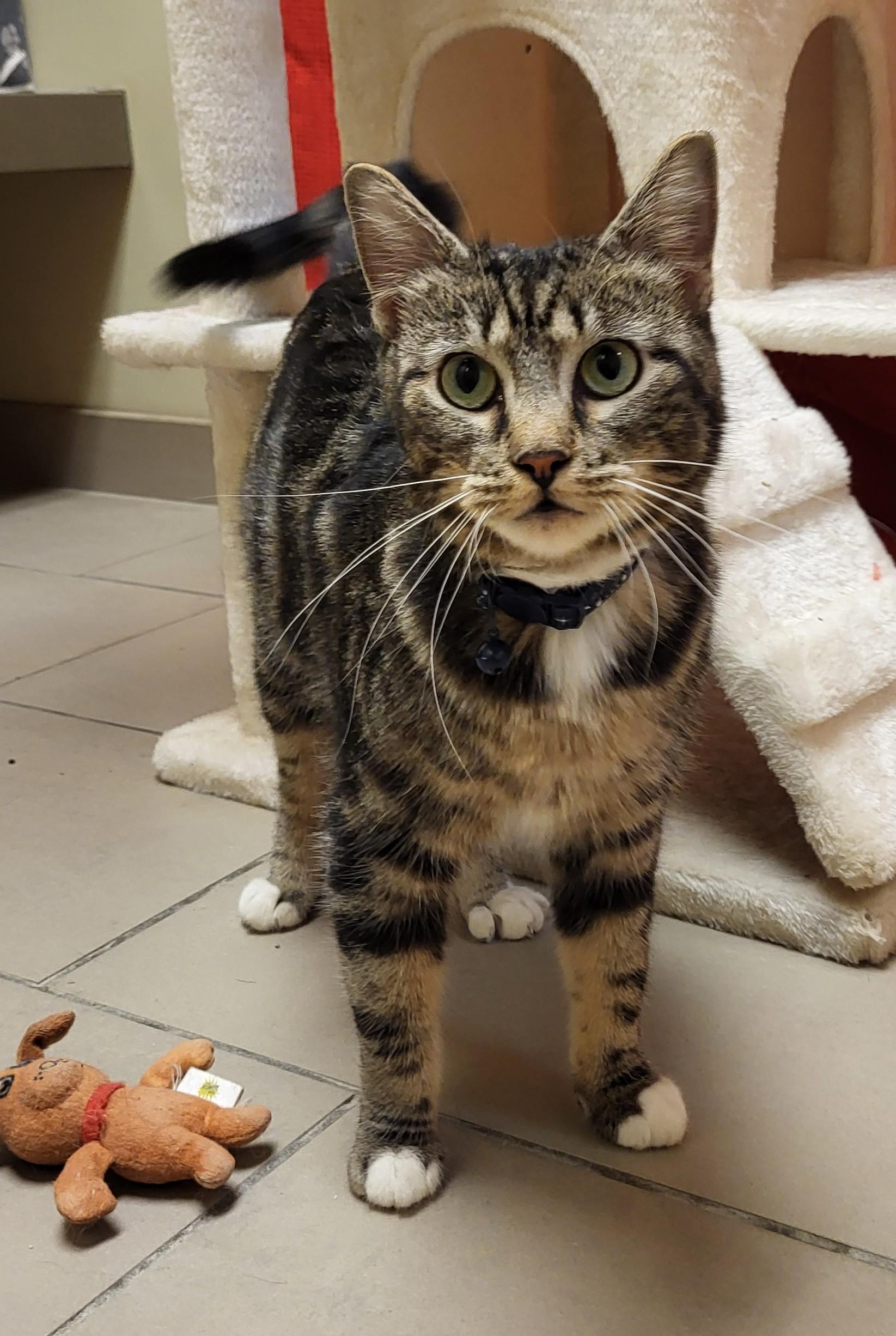 Enlarge 25-0694 "Lynn", a ADOPTABLE Domestic Short Hair in Leavenworth, KS image 1/5