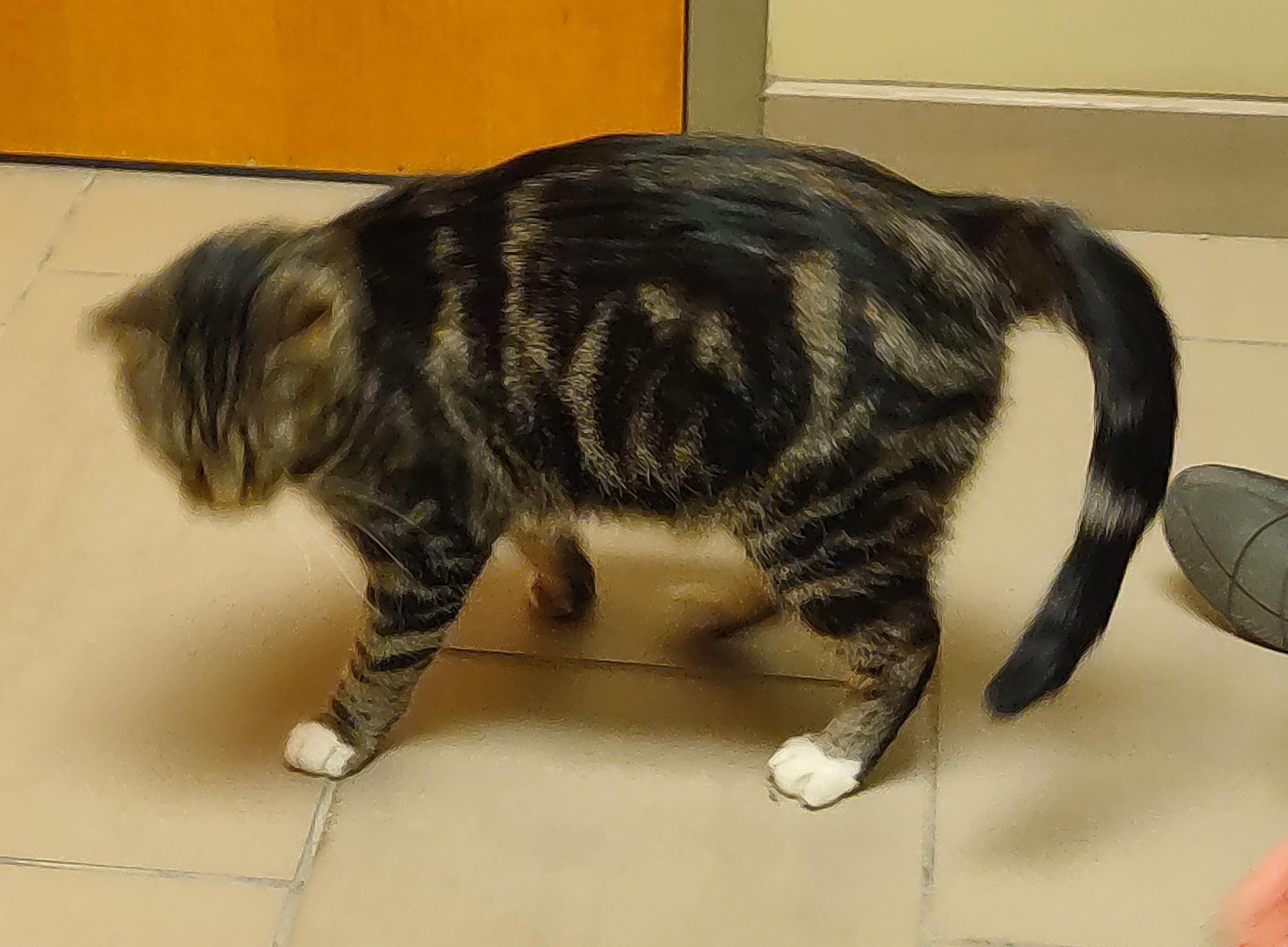 Enlarge 25-0694 "Lynn", a ADOPTABLE Domestic Short Hair in Leavenworth, KS image 4/5