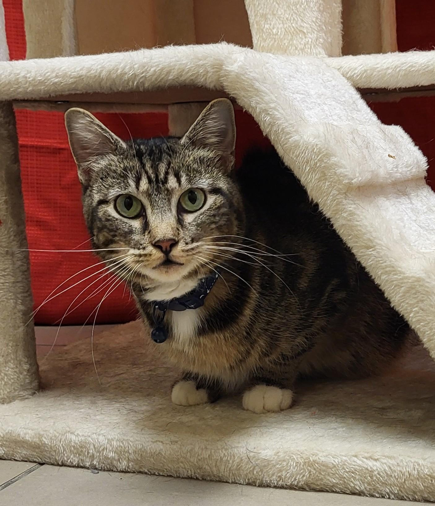 Enlarge 25-0694 "Lynn", a ADOPTABLE Domestic Short Hair in Leavenworth, KS image 2/5