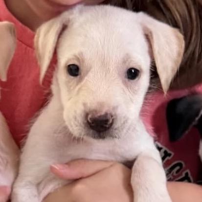 Martie, Adoptable, Puppy Female Mixed Breed.