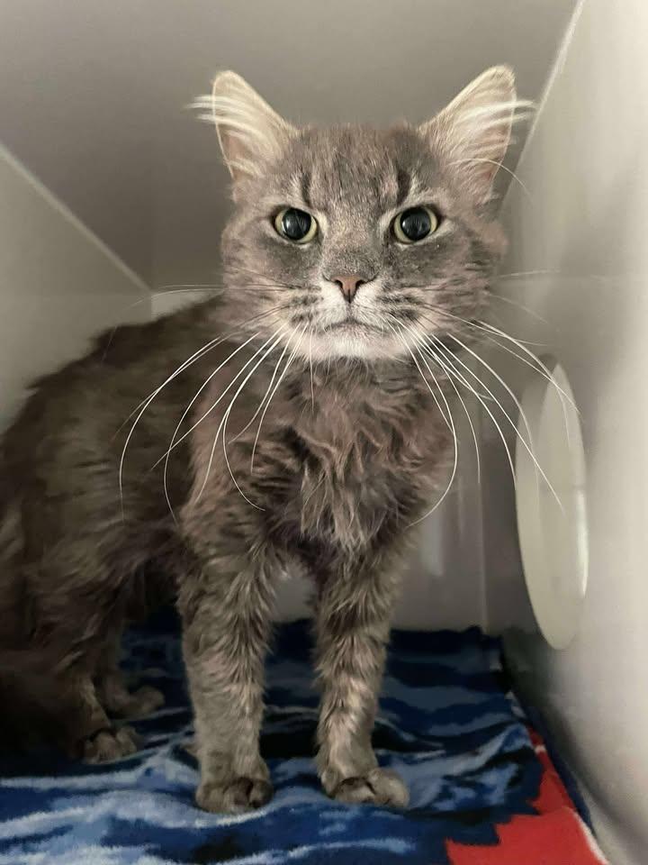 Tyler, an adoptable Domestic Long Hair in Arthurette, NB, E7H 4C2 | Photo Image 1