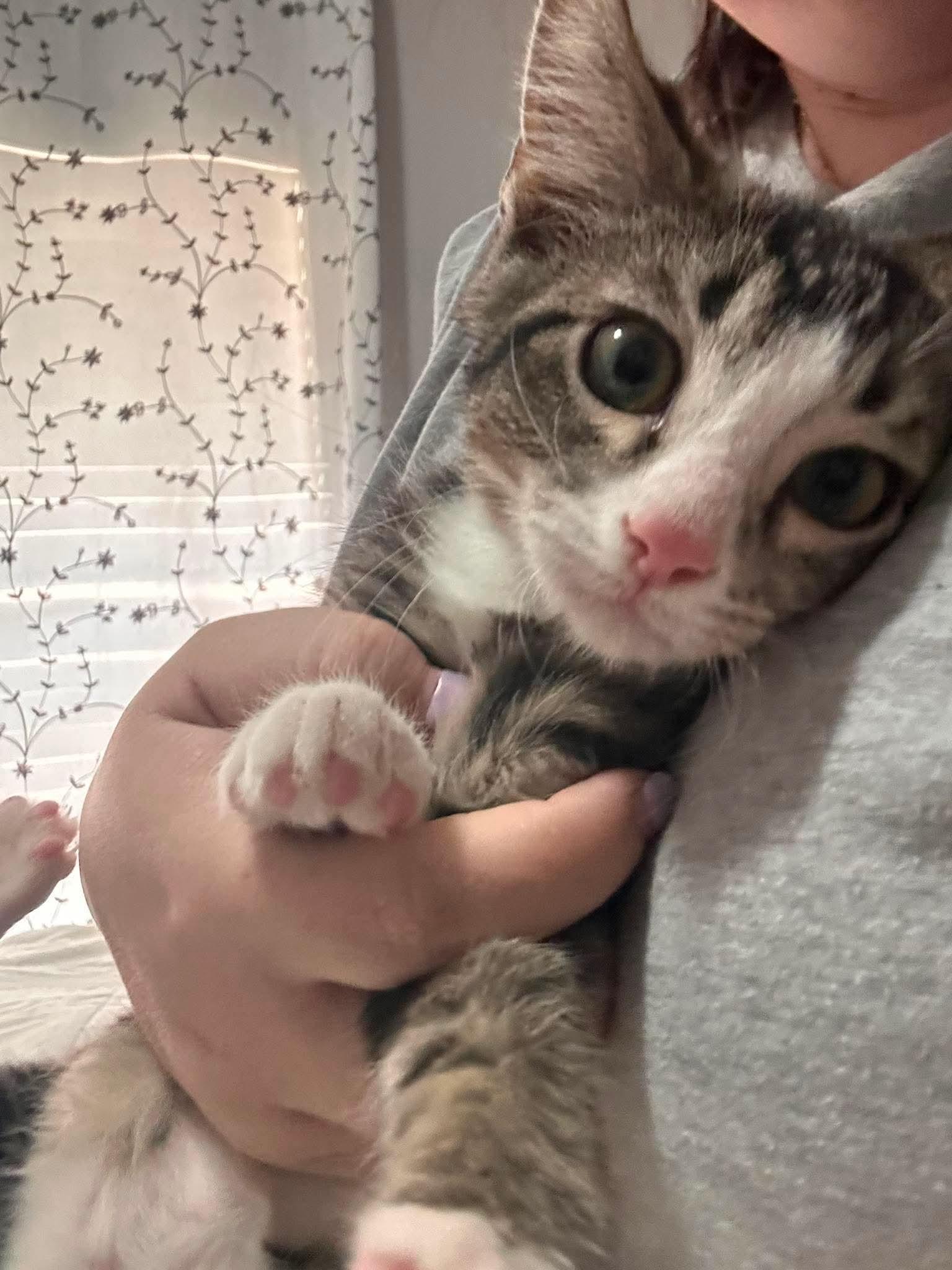 Oreo (Tara-fostered in New England), adopted, Kitten Male Domestic Short Hair & Tabby.