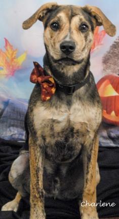 Sketchers, an adoptable Feist, Labrador Retriever in Newland, NC, 28657 | Photo Image 1