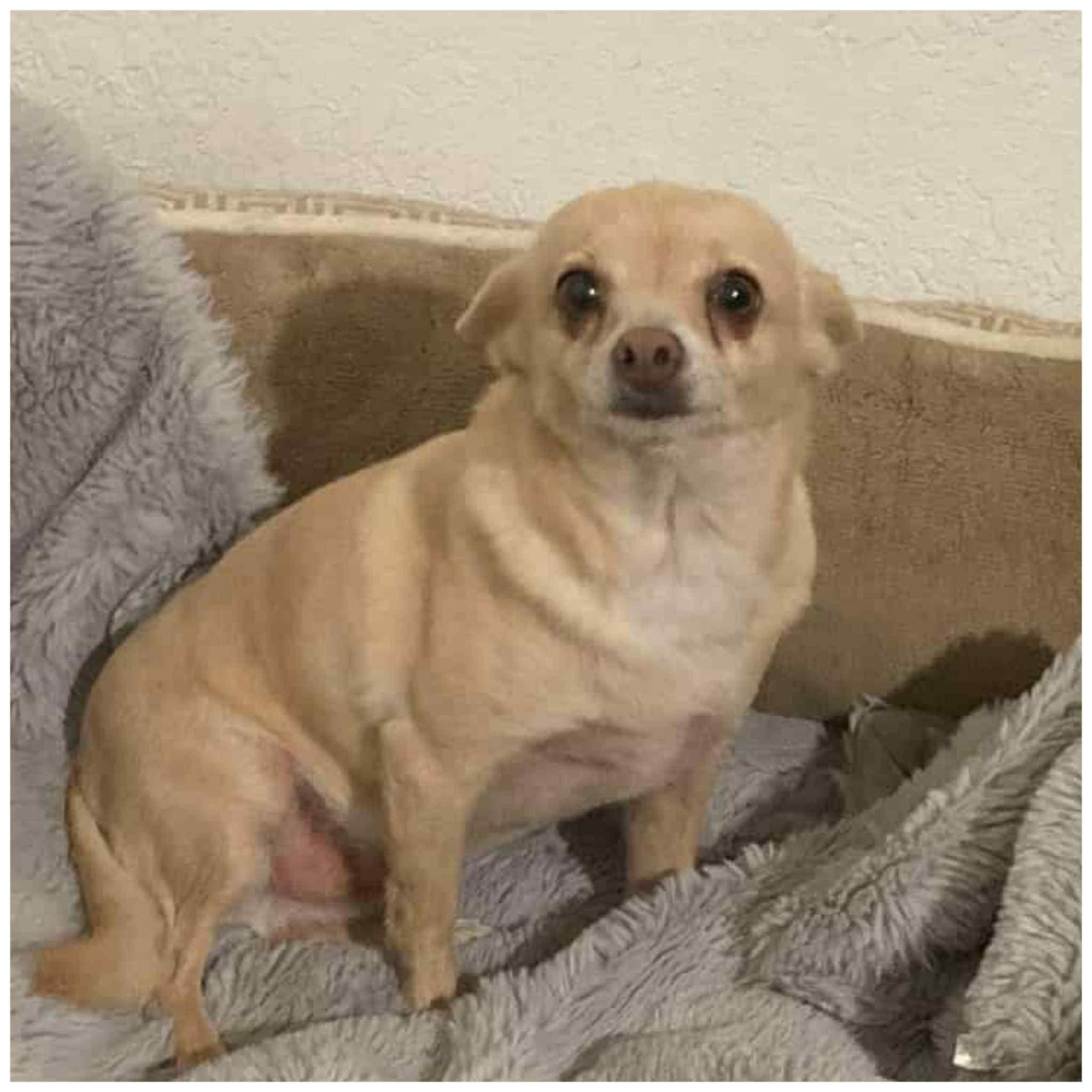 Canelo, an adopted Chihuahua in Clovis, CA image 1/4