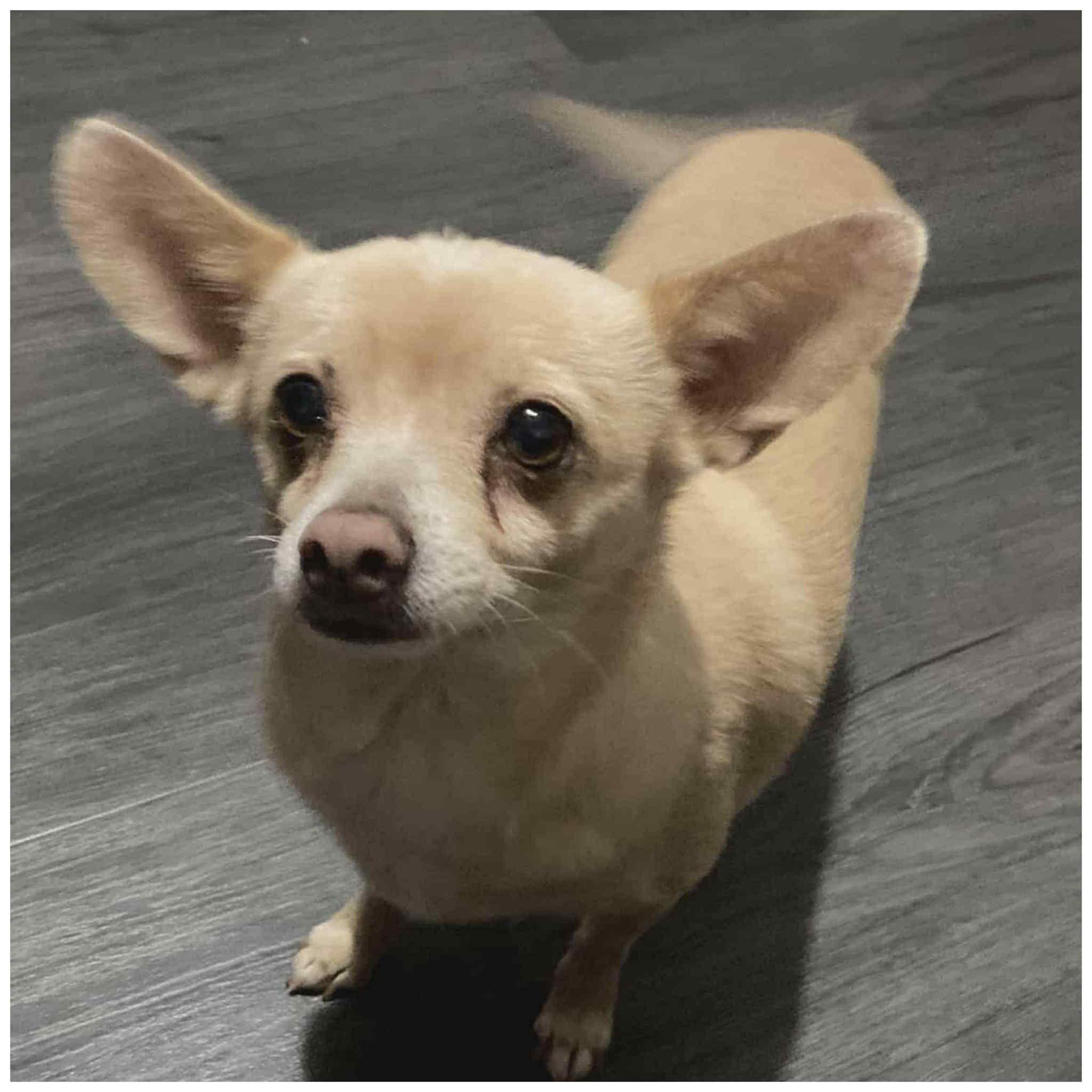 Canelo, an adopted Chihuahua in Clovis, CA image 4/4