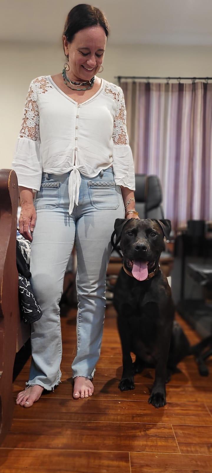 Enlarge Chance, a Adoptable Staffordshire Bull Terrier in Los Angeles , CA image 4/6