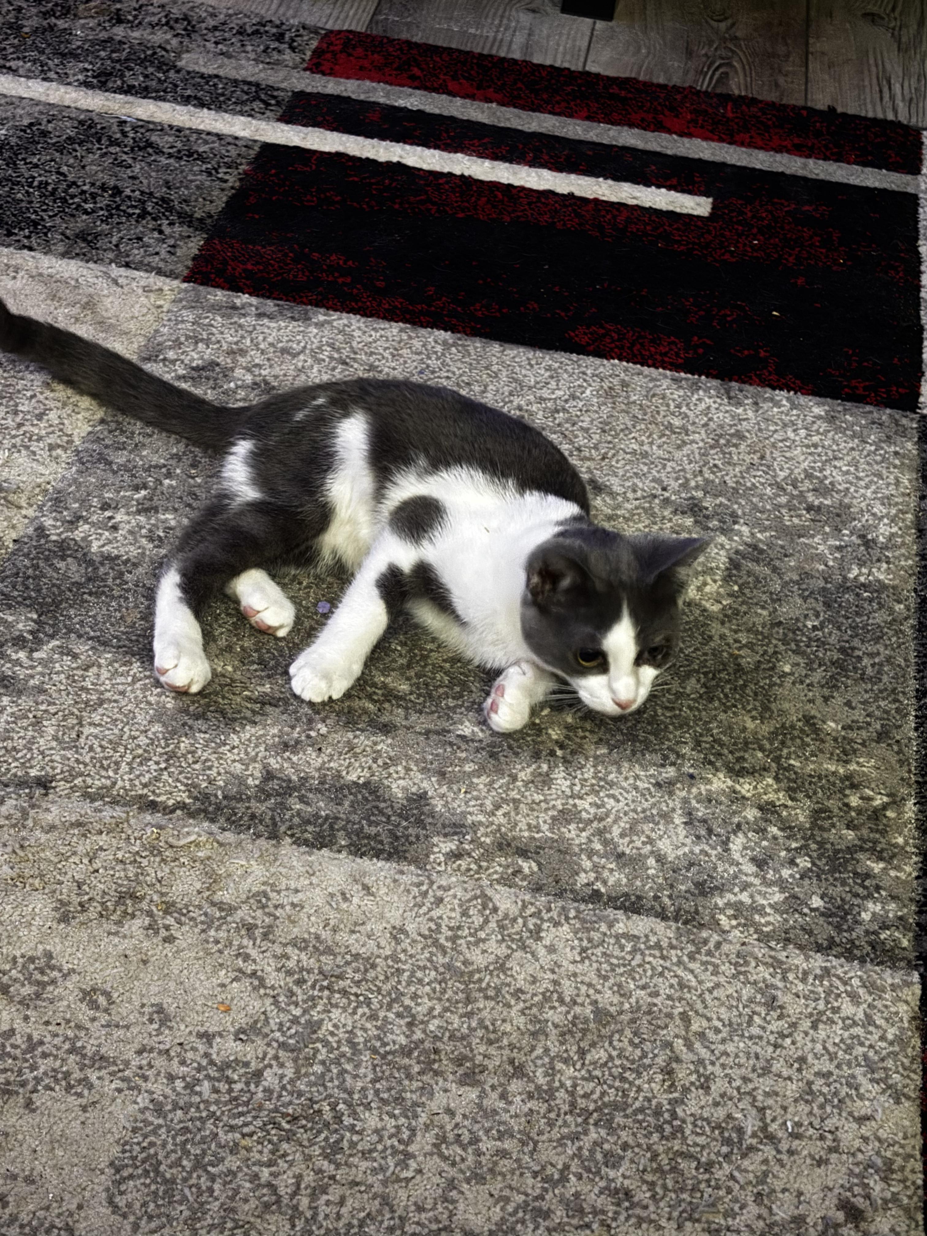 Enlarge Applesauce, an adoptable Domestic Short Hair in Morgantown, WV image 1/2