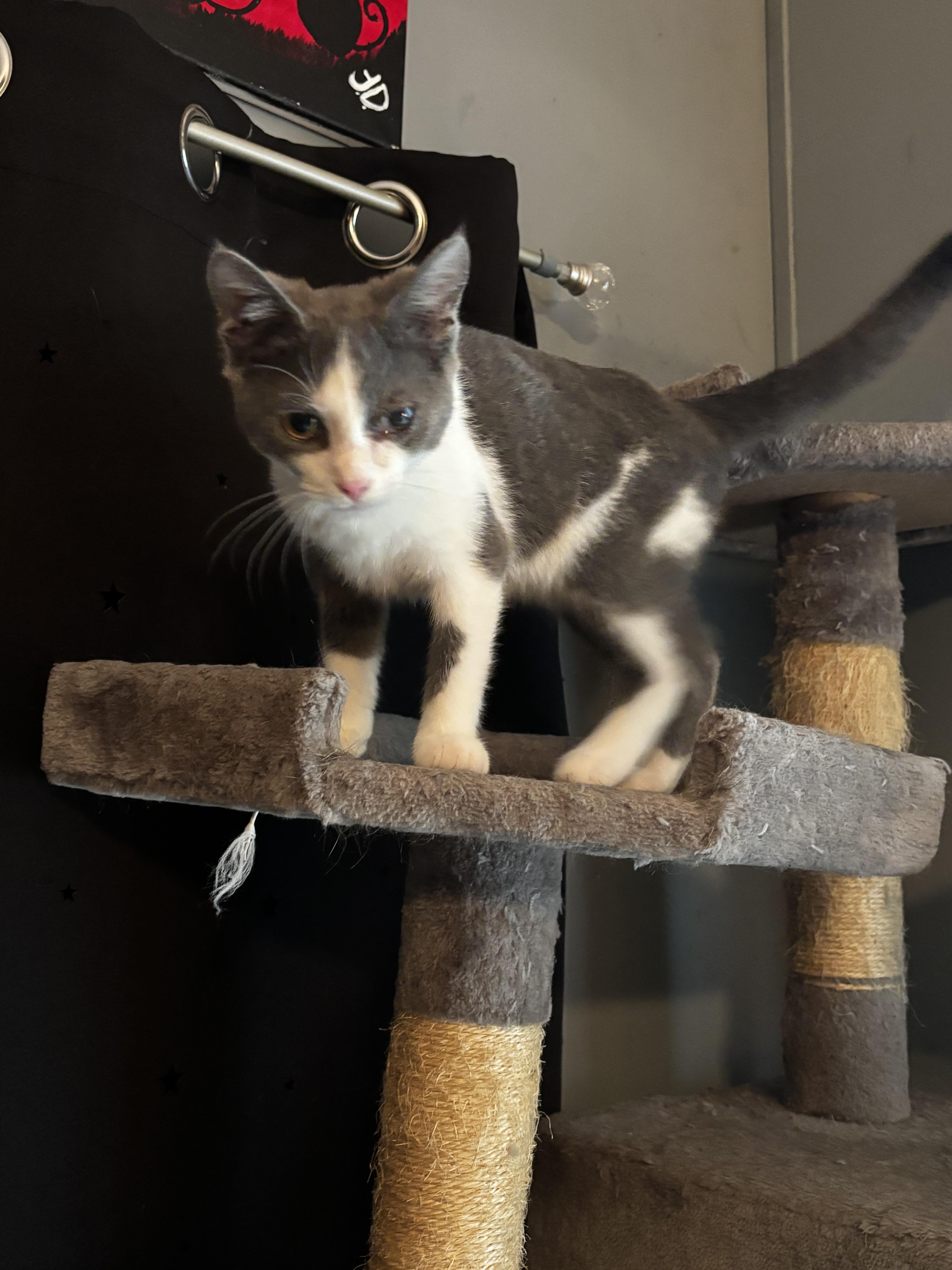 Enlarge Applesauce, an adoptable Domestic Short Hair in Morgantown, WV image 2/2