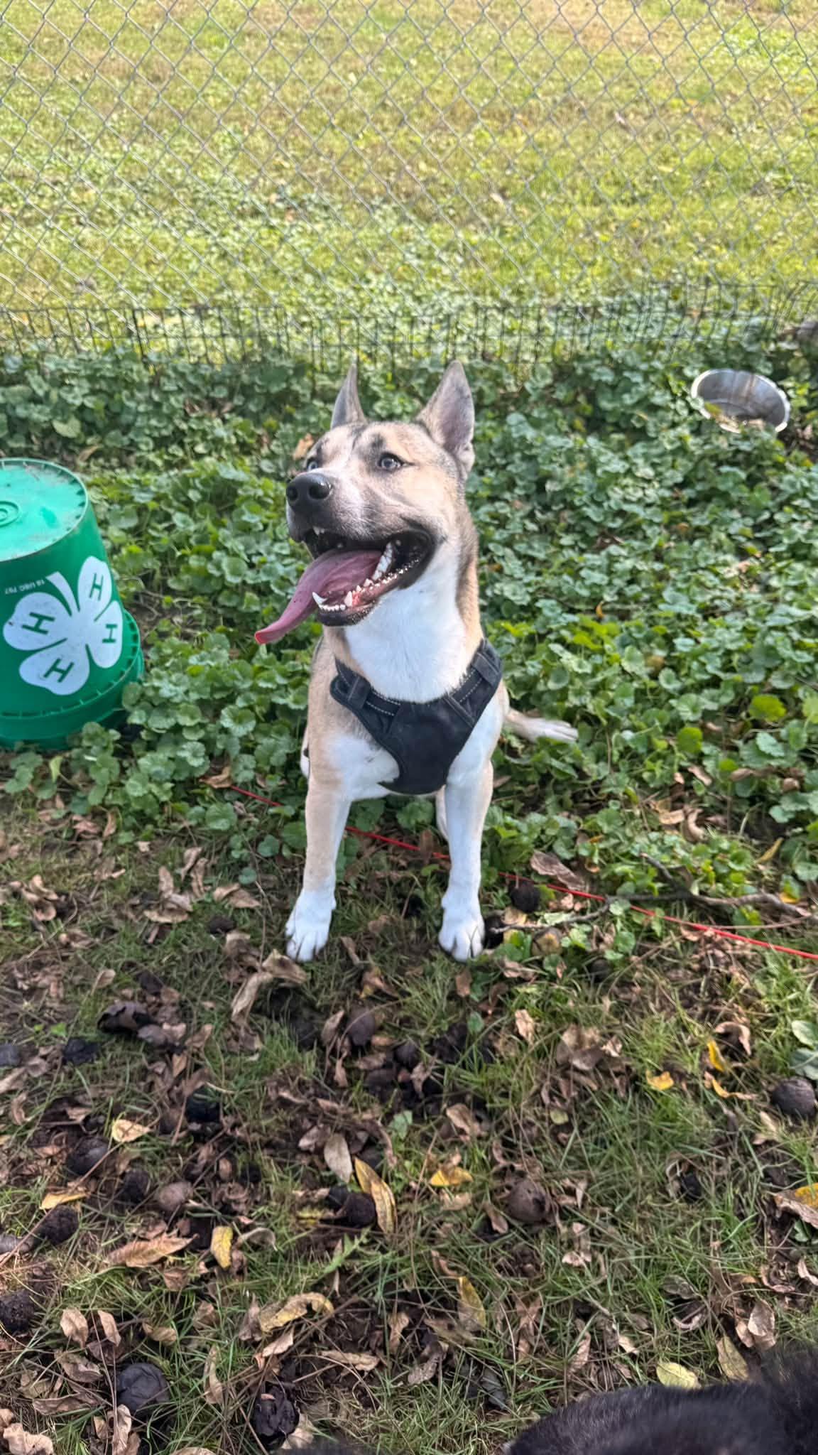 Enlarge Gunner, a Adopted mixed breed in Fort Madison, IA image 1/5