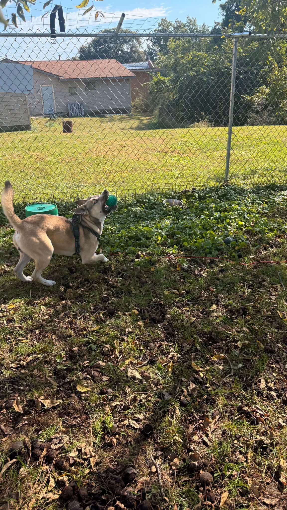 Enlarge Gunner, a Adopted mixed breed in Fort Madison, IA image 2/5