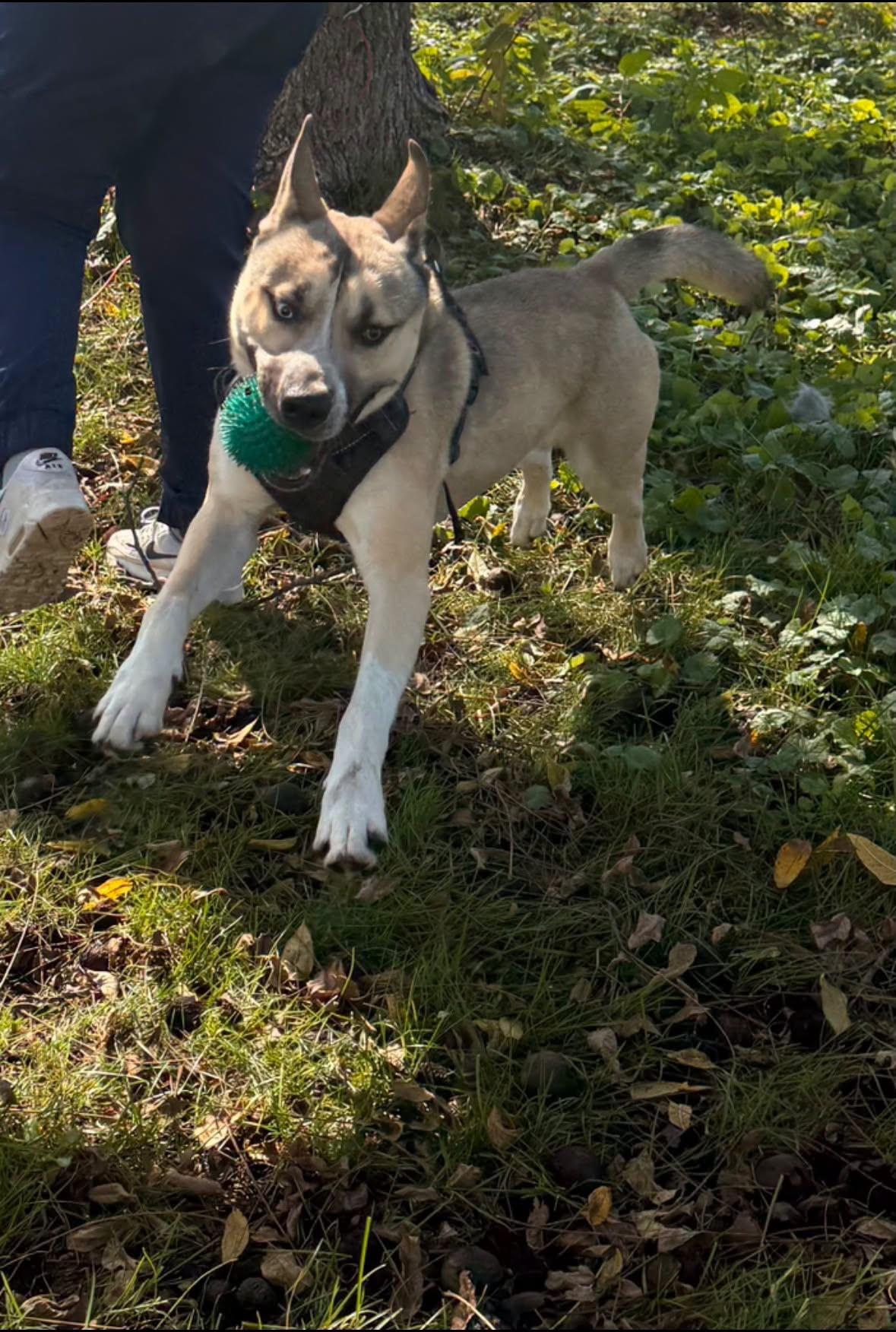 Enlarge Gunner, a Adopted mixed breed in Fort Madison, IA image 3/5