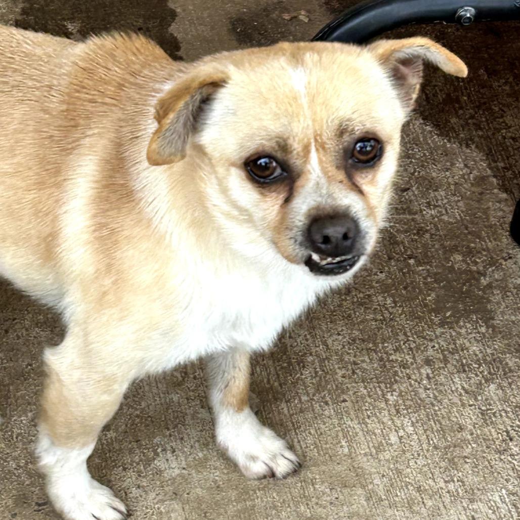 Enlarge Nicky, a Adoptable Chihuahua in Rockville, MD image 1/6