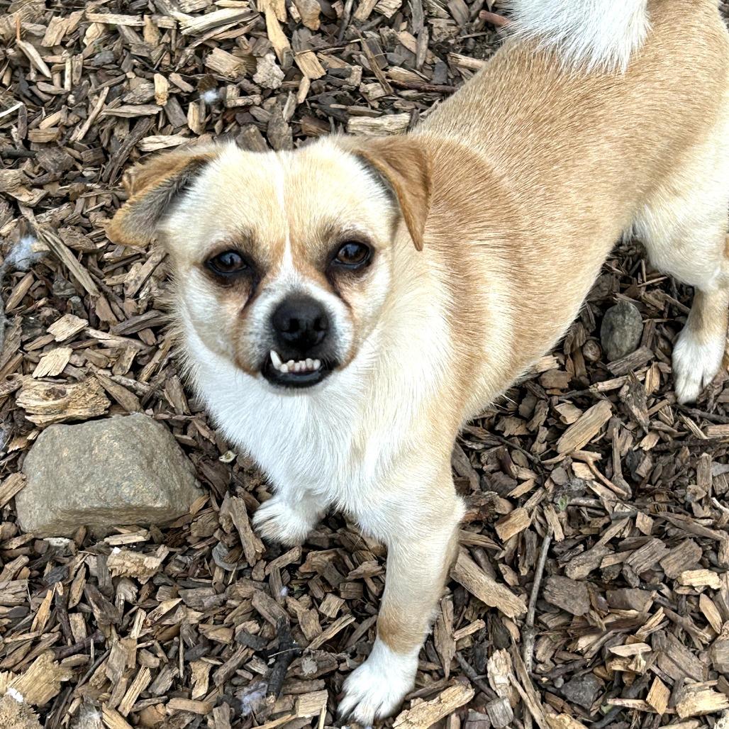 Enlarge Nicky, a Adoptable Chihuahua in Rockville, MD image 2/6