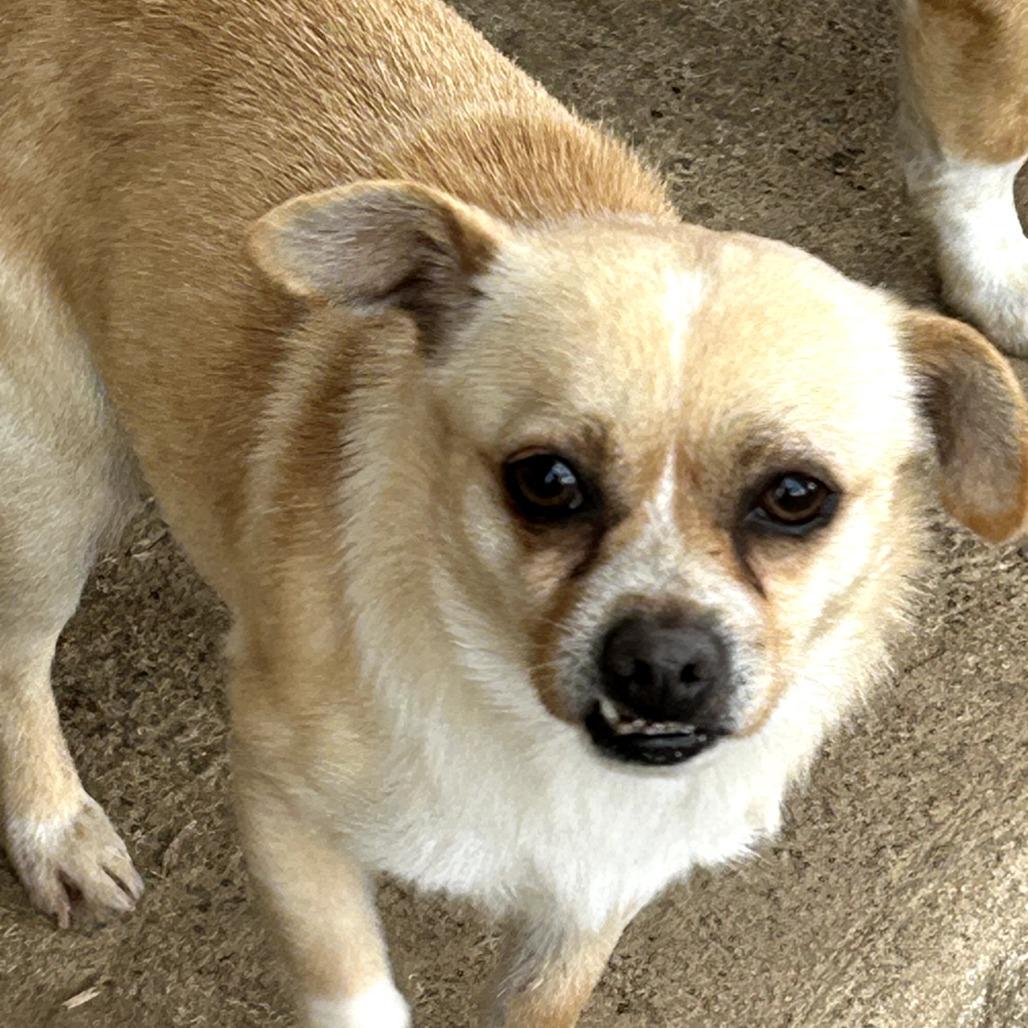 Enlarge Nicky, a Adoptable Chihuahua in Rockville, MD image 3/6