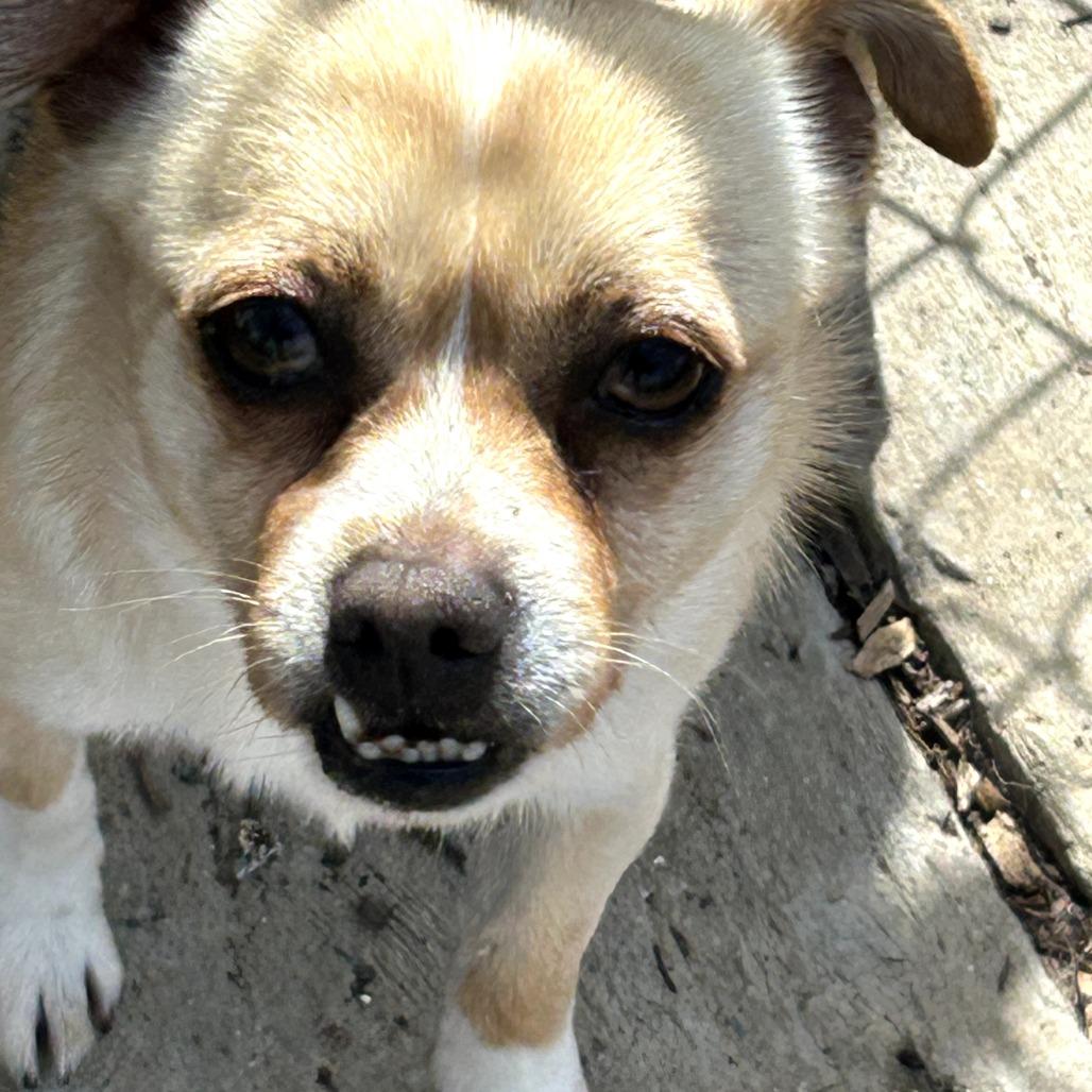 Enlarge Nicky, a Adoptable Chihuahua in Rockville, MD image 4/6