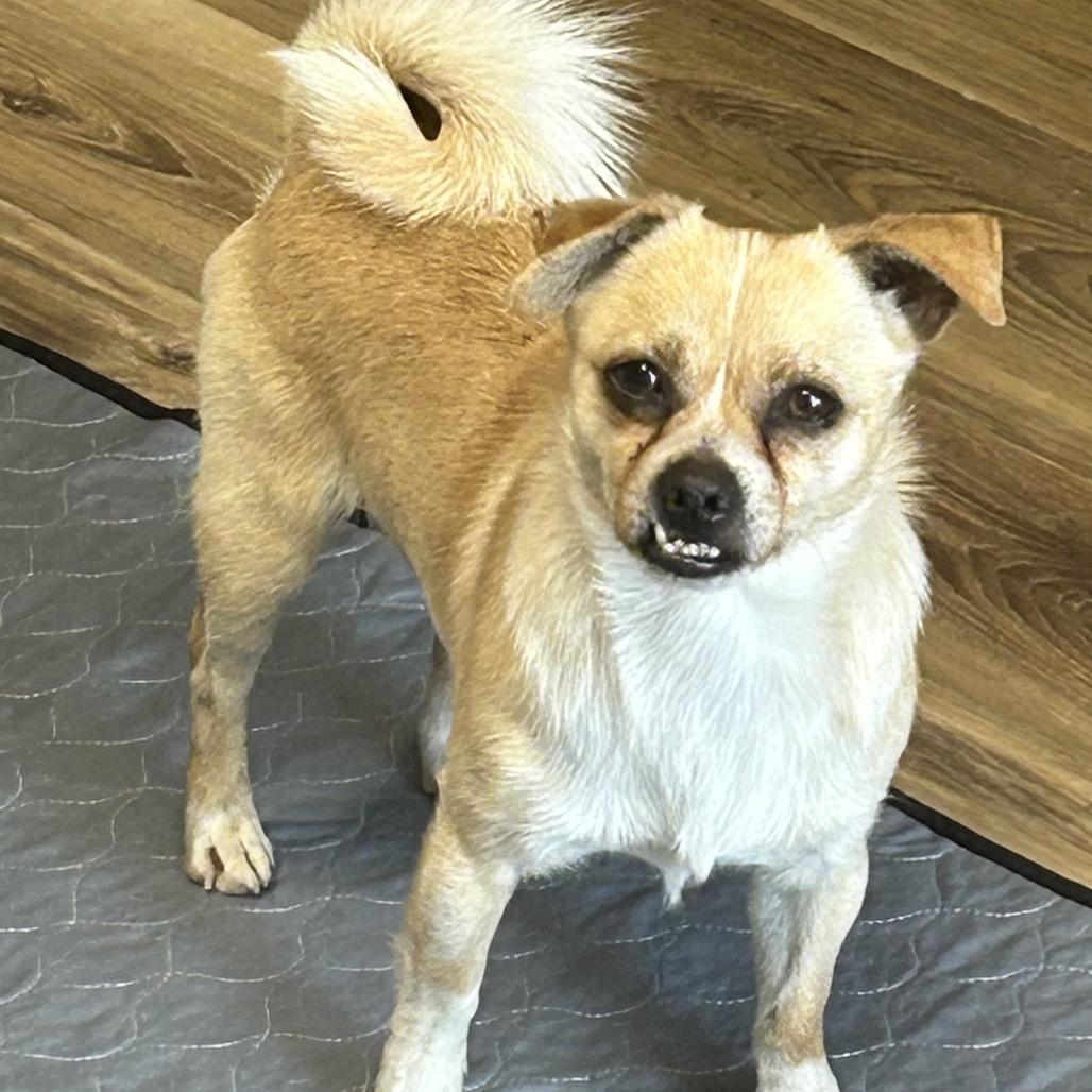 Nicky, a Adoptable Chihuahua in Rockville, MD image 4/6