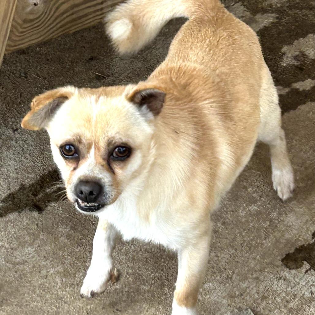Enlarge Nicky, a Adoptable Chihuahua in Rockville, MD image 5/6