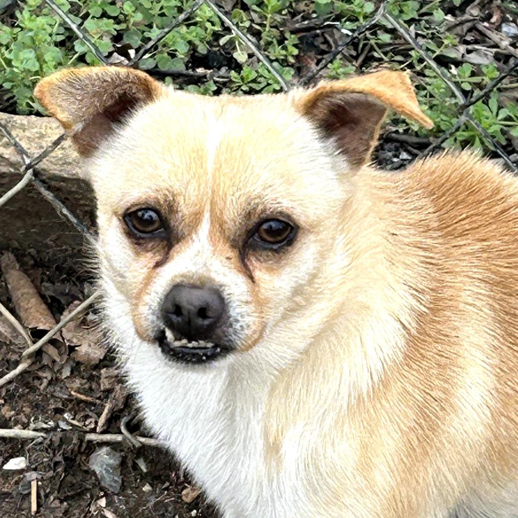 Enlarge Nicky, a Adoptable Chihuahua in Rockville, MD image 6/6