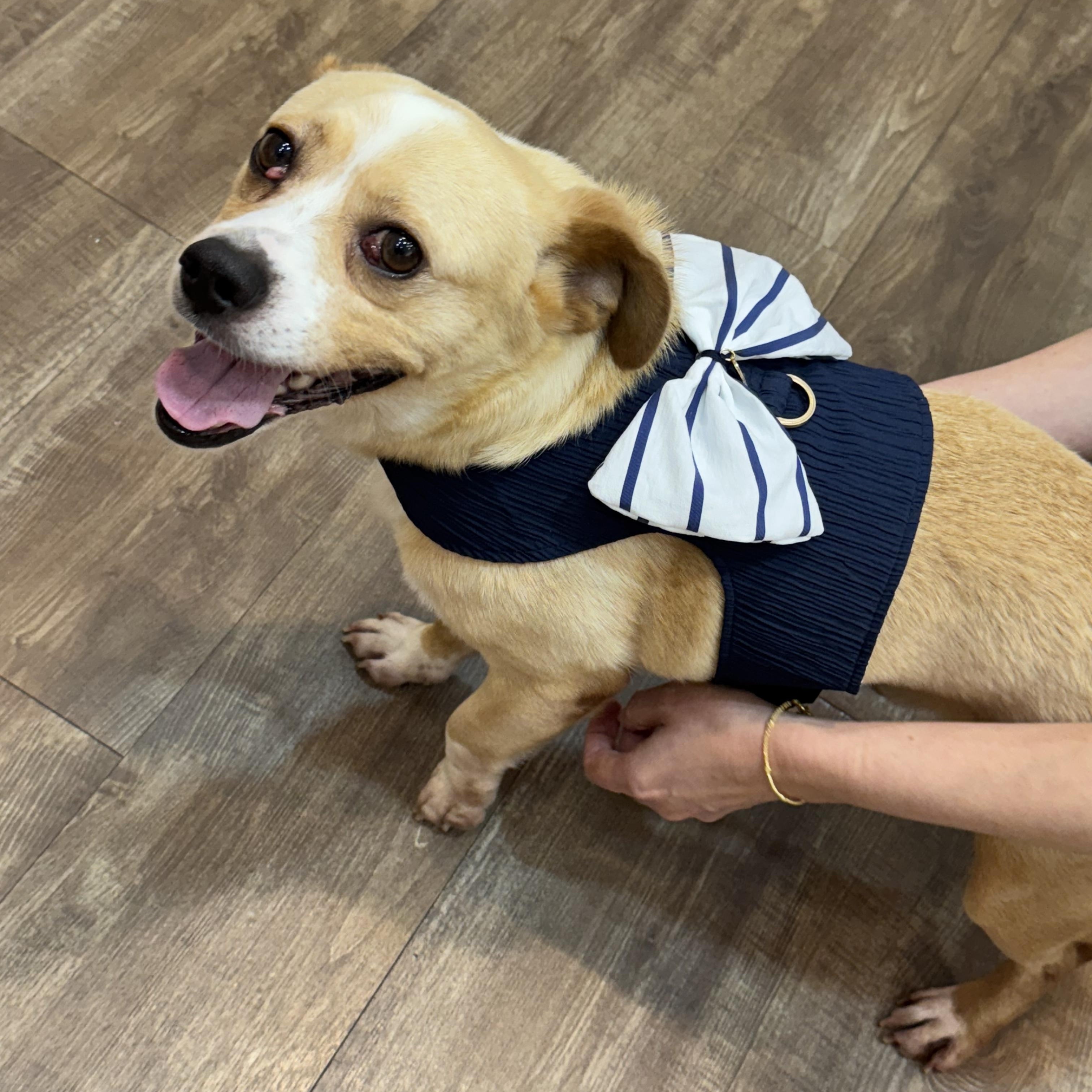 BENJI, Adoptable, Adult Male Terrier & Jindo.