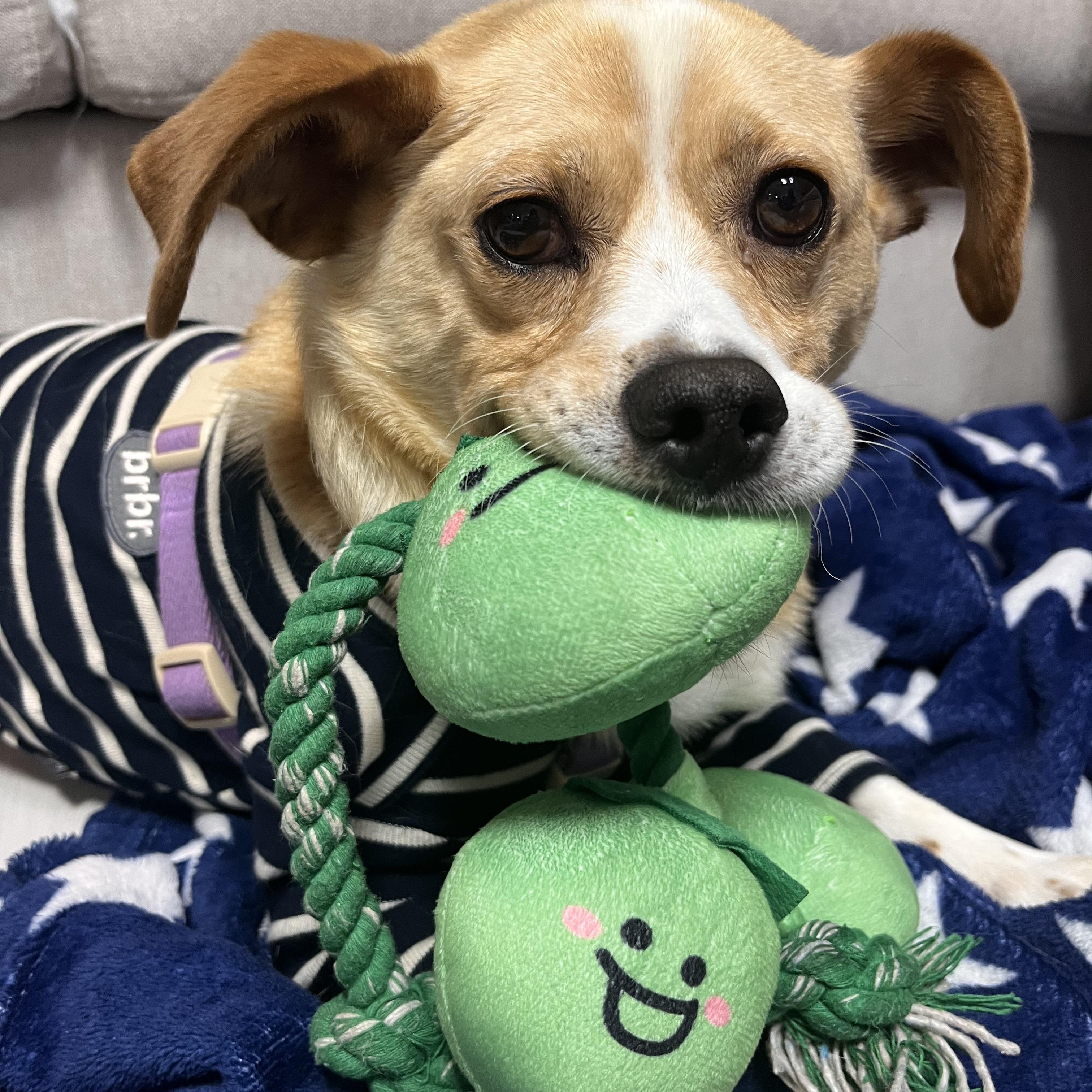 Enlarge BENJI, a Adoptable mixed breed in Centreville, VA image 2/6