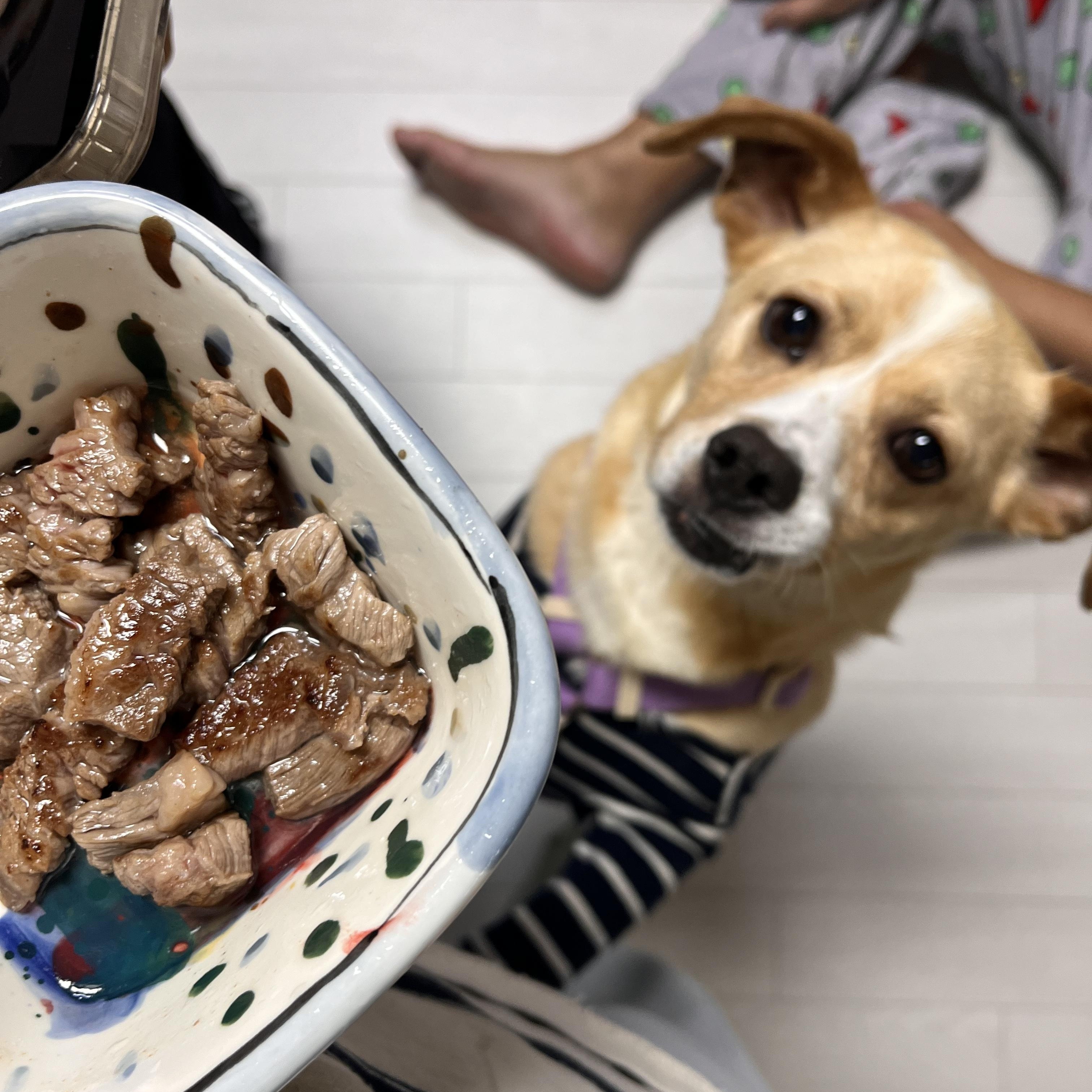 Enlarge BENJI, a Adoptable mixed breed in Centreville, VA image 4/6